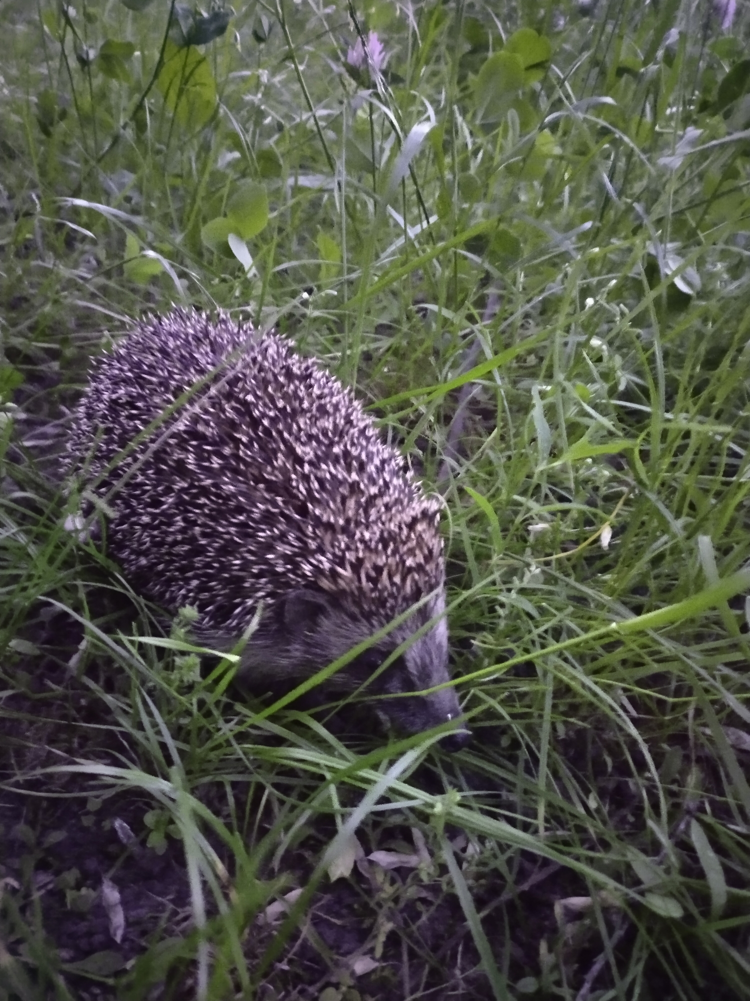 A hedgehog is partially visible, nestled in tall green grass and vegetation. The hedgehog's spiky back is prominent, with its head and face obscured by the foliage. The environment appears natural, with an abundance of plant life. The image was taken in Horishni Plavni, Ukraine.