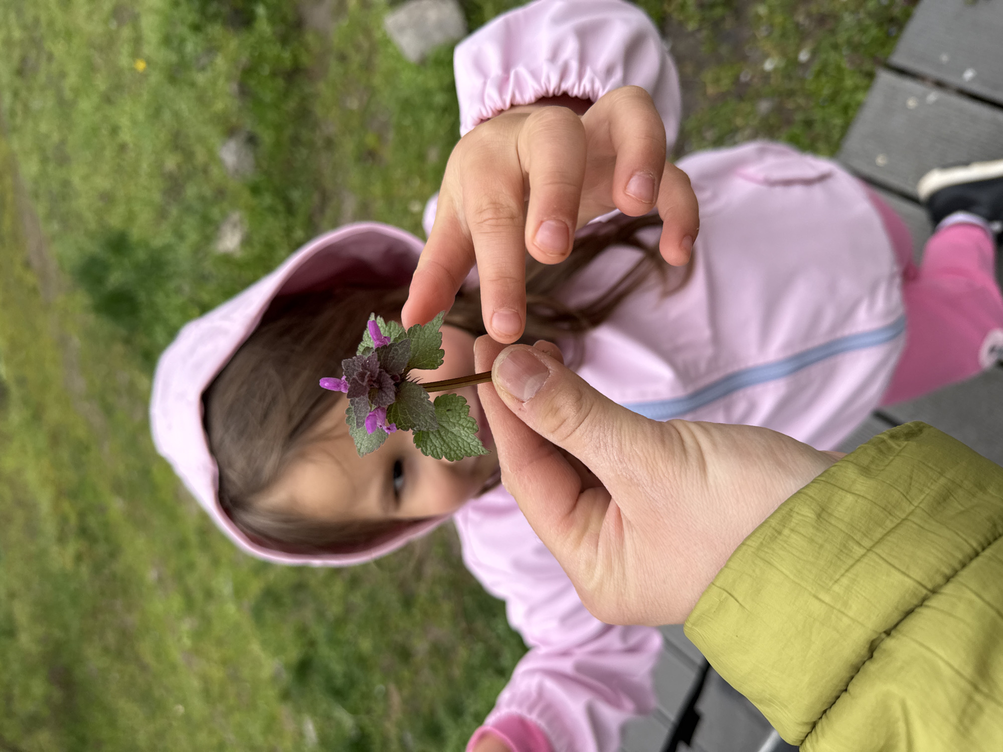 A girl wearing a pink hooded jacket is shown from an aerial perspective holding a plant with green leaves and purple flowers. An adult's hand, wearing an olive green jacket, is holding the stem of the plant. The background consists of grass and wooden planks. There is no evidence suggesting this image was taken in Sofia, Bulgaria.