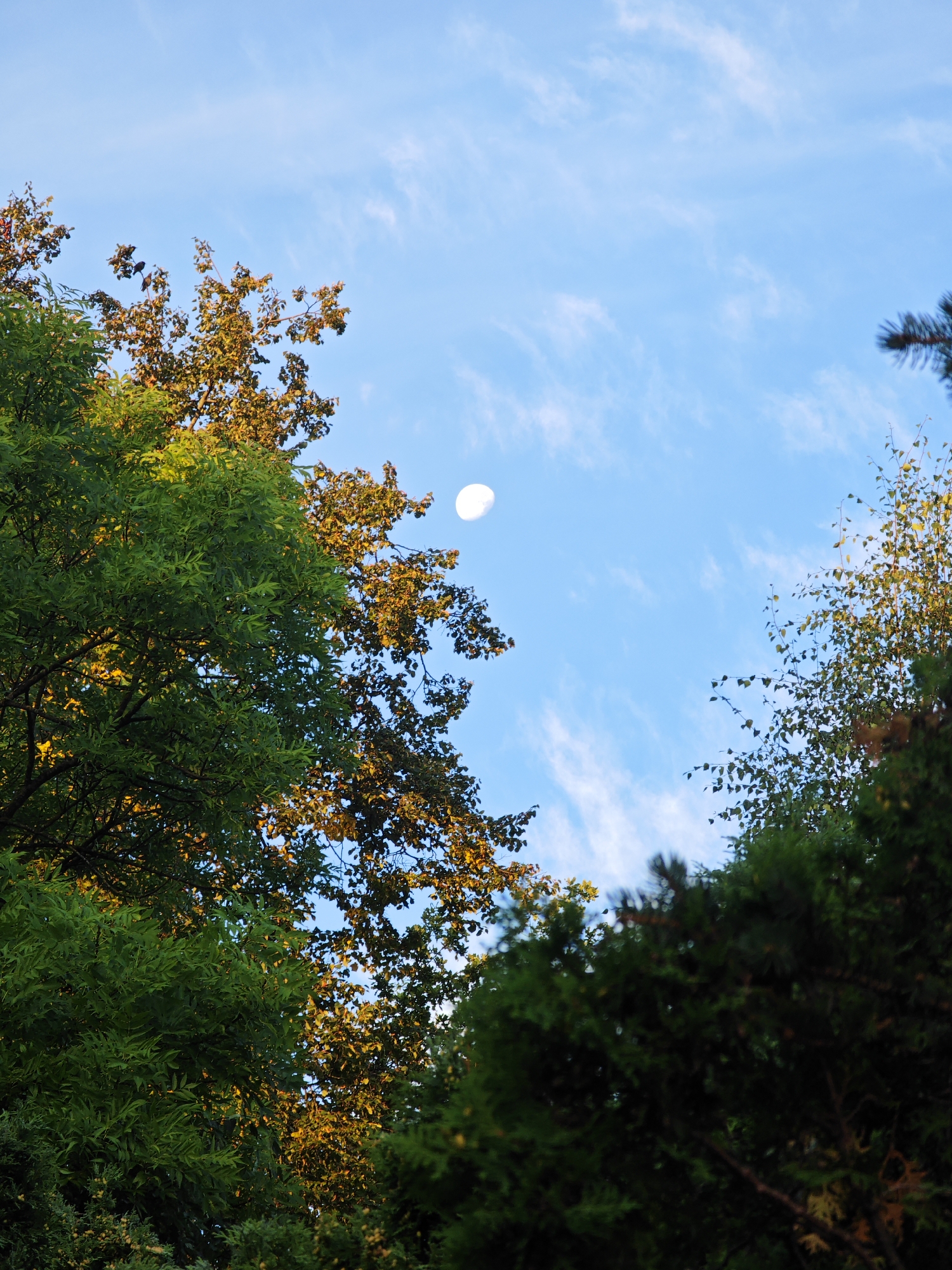 A vertical, full shot captures a view looking upwards through trees towards a clear blue sky with wispy clouds. The moon, a bright white sphere, is visible in the upper center of the frame. The foliage of several trees frames the sky, with lush green leaves on the left, turning to golden-yellow and orange leaves on the right. The scene appears to be from a park or garden setting in Pushkin, Russia, likely during daylight as the moon is still visible. There are no people or animals present.