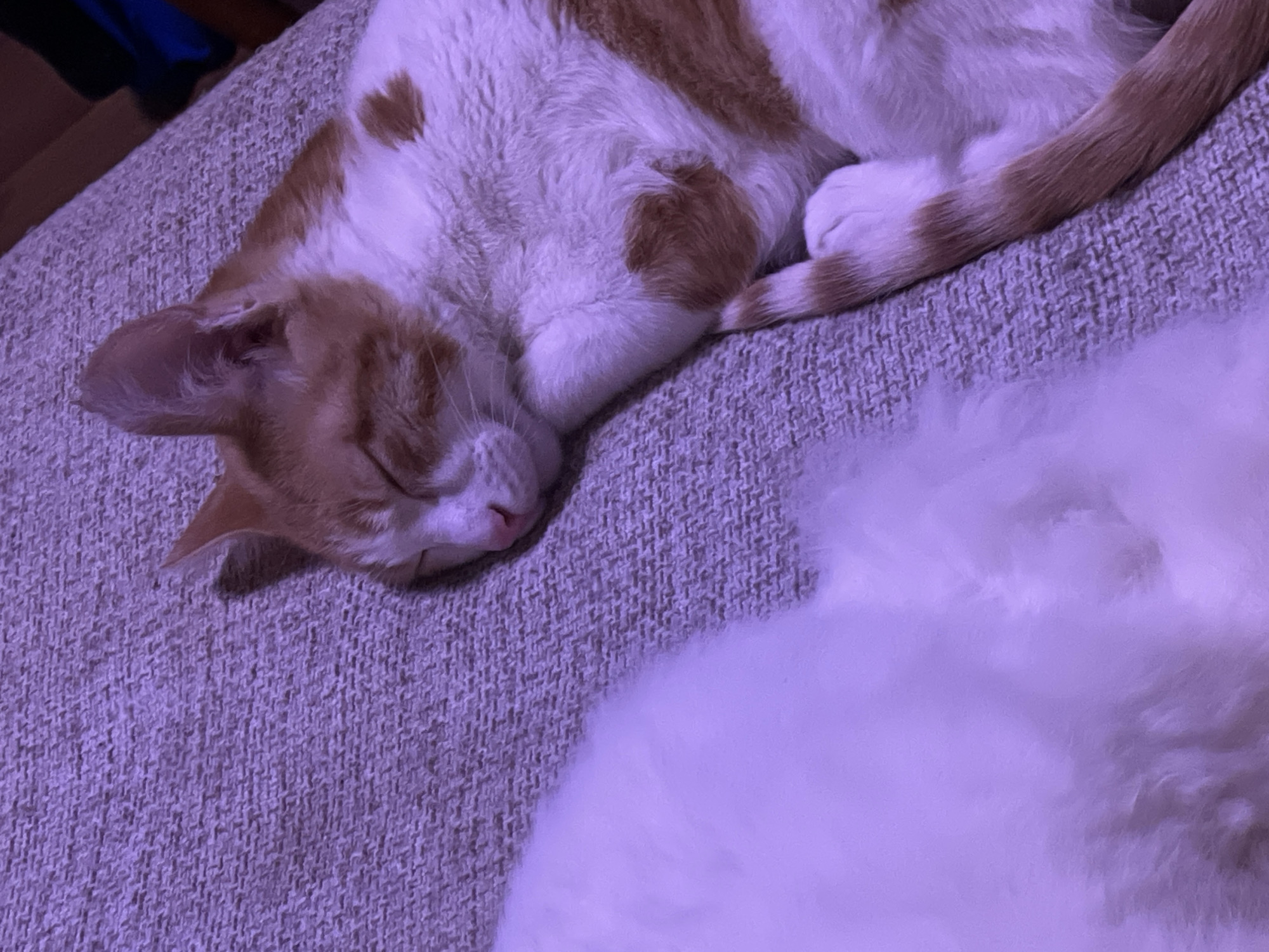 Two domestic cats are asleep on a textured, purple-hued surface, possibly a sofa or rug. The cat on the right is an orange and white tabby, curled up with its eyes closed and its tail wrapped around its body. The cat on the left is predominantly white, with its form blurred by the shallow depth of field. The scene appears to be indoors. There is no information in the image to suggest a location in Aktau, Kazakhstan.