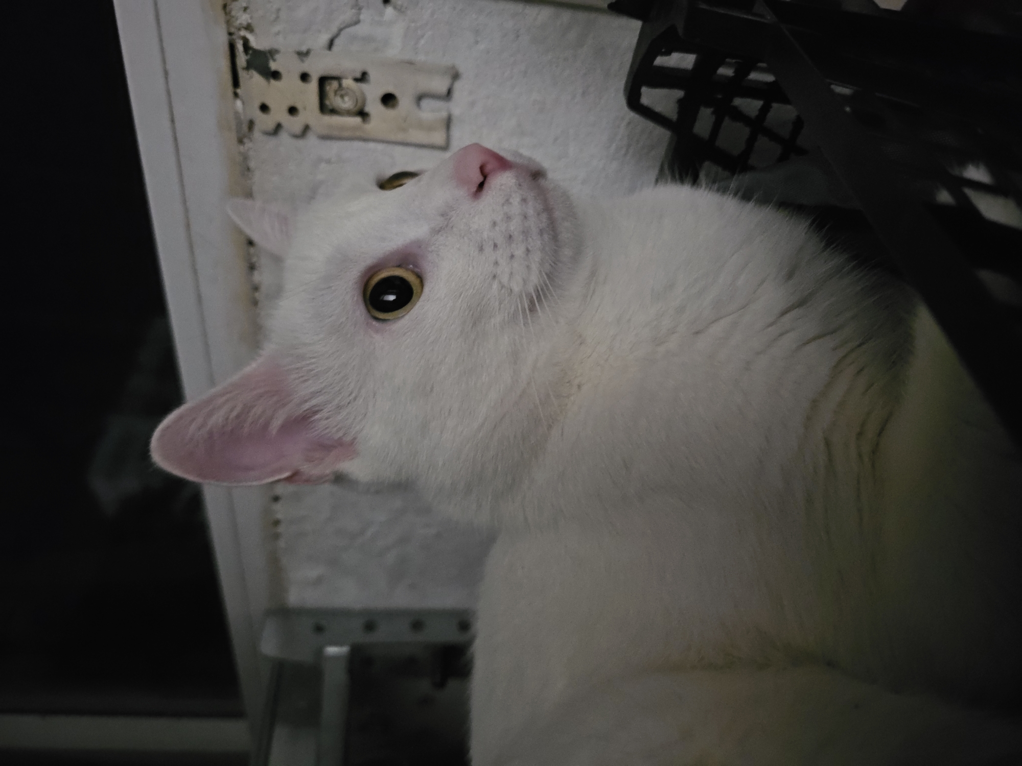 A close-up, side-profile shot of a white cat with bright yellow eyes and a pink nose is captured against a dark, out-of-focus background. The cat is partially submerged in a black plastic basket with a grid pattern. The cat's fur is predominantly white, with subtle shading indicating its texture. The background reveals hints of an indoor environment with what appears to be a metallic shelving unit on the left and a textured wall with a mounting bracket on the right. The lighting is dim, with a focus on illuminating the cat's face and highlighting its features. There are no visible people or discernible city landmarks.