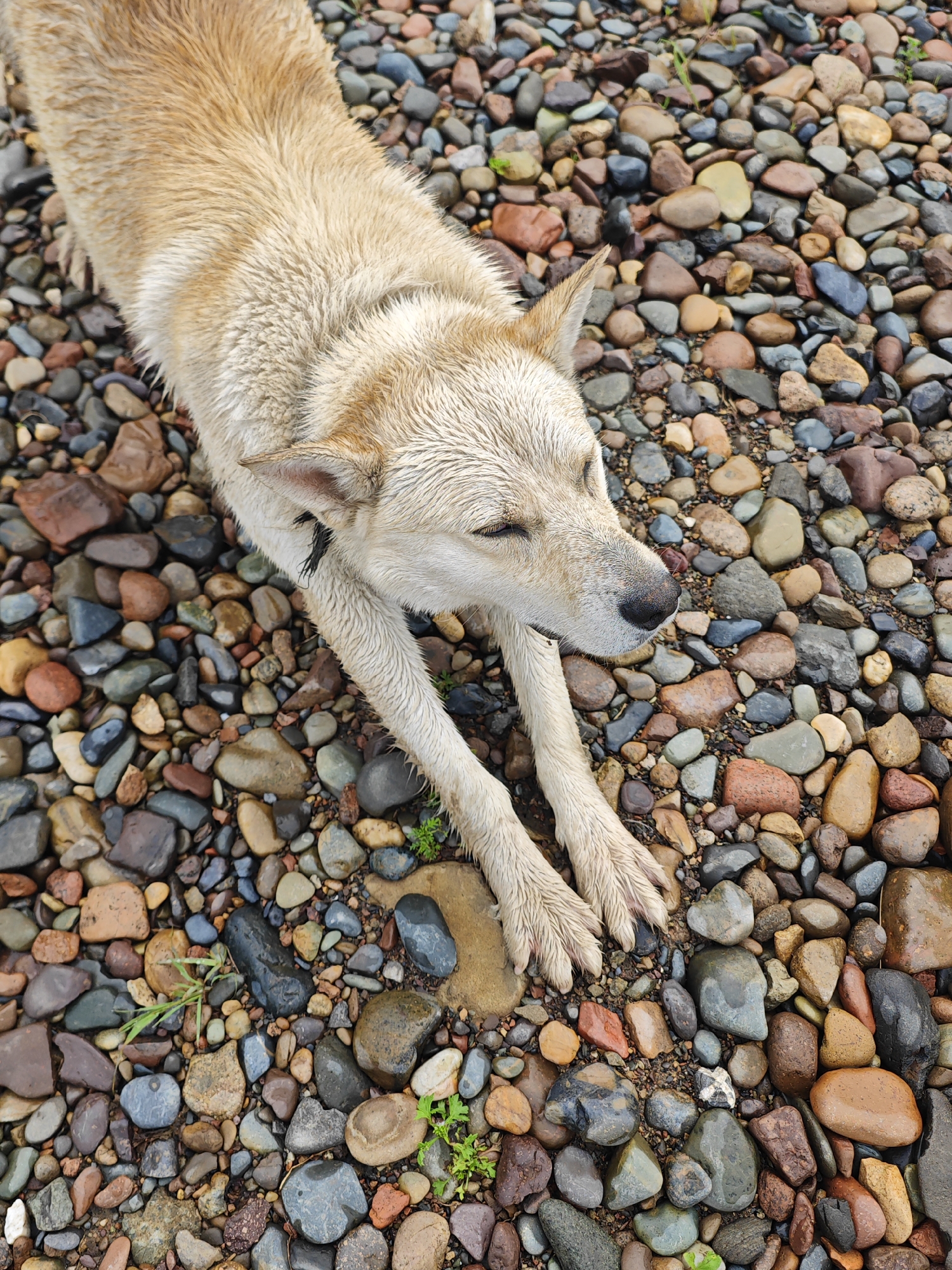 A light-colored, wet dog is lying down on a bed of colorful, wet river stones. The dog's eyes are closed, and its paws are extended in front of it. The stones are smooth and rounded, and they vary in size and color, ranging from light gray to dark brown and red. Some small green plants are growing between the stones. The scene appears to be outdoors, possibly near a body of water. The image is taken from a high-angle shot, looking down at the dog and the stones. It is not possible to determine the exact location in Krasnoyarsk, Russia, from the image.