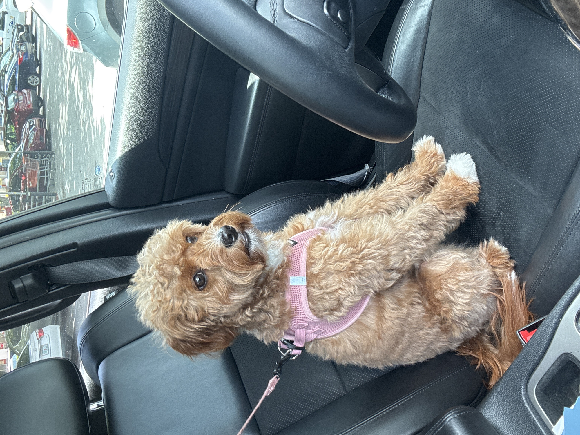 A medium-sized, light-brown, curly-haired dog with a pink harness and leash lies on the driver's seat of a car. The dog is facing the camera, with its paws extended. The car's steering wheel is visible. Other cars and a shopping cart are visible through the window. The location is Delray Beach, United States of America.