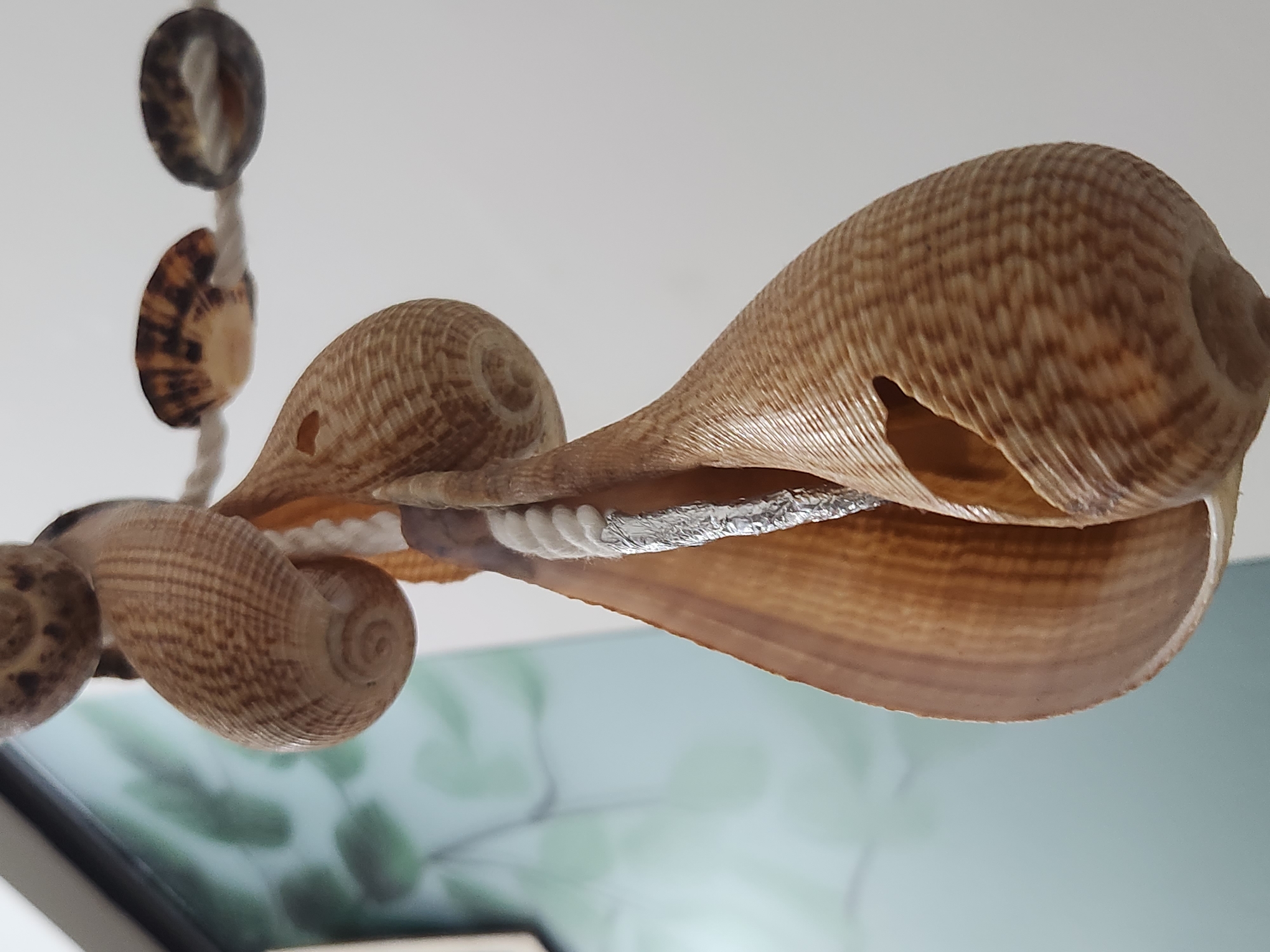The image shows a close-up, downward-angled view of a seashell mobile. Several different types of seashells, primarily in shades of brown and tan with patterned textures, are strung together on a white cord. The shells vary in size and shape, with some appearing elongated and bulbous, and others smaller and more rounded. One of the larger shells has a visible opening. A portion of a white rope is visible, and a silver, crinkled material is wrapped around a segment of the cord in the lower center of the image. In the blurred background, a light blue wall with a faint green leafy pattern is visible. There is no indication of the city of Da Nang, Vietnam, or any people in this image.