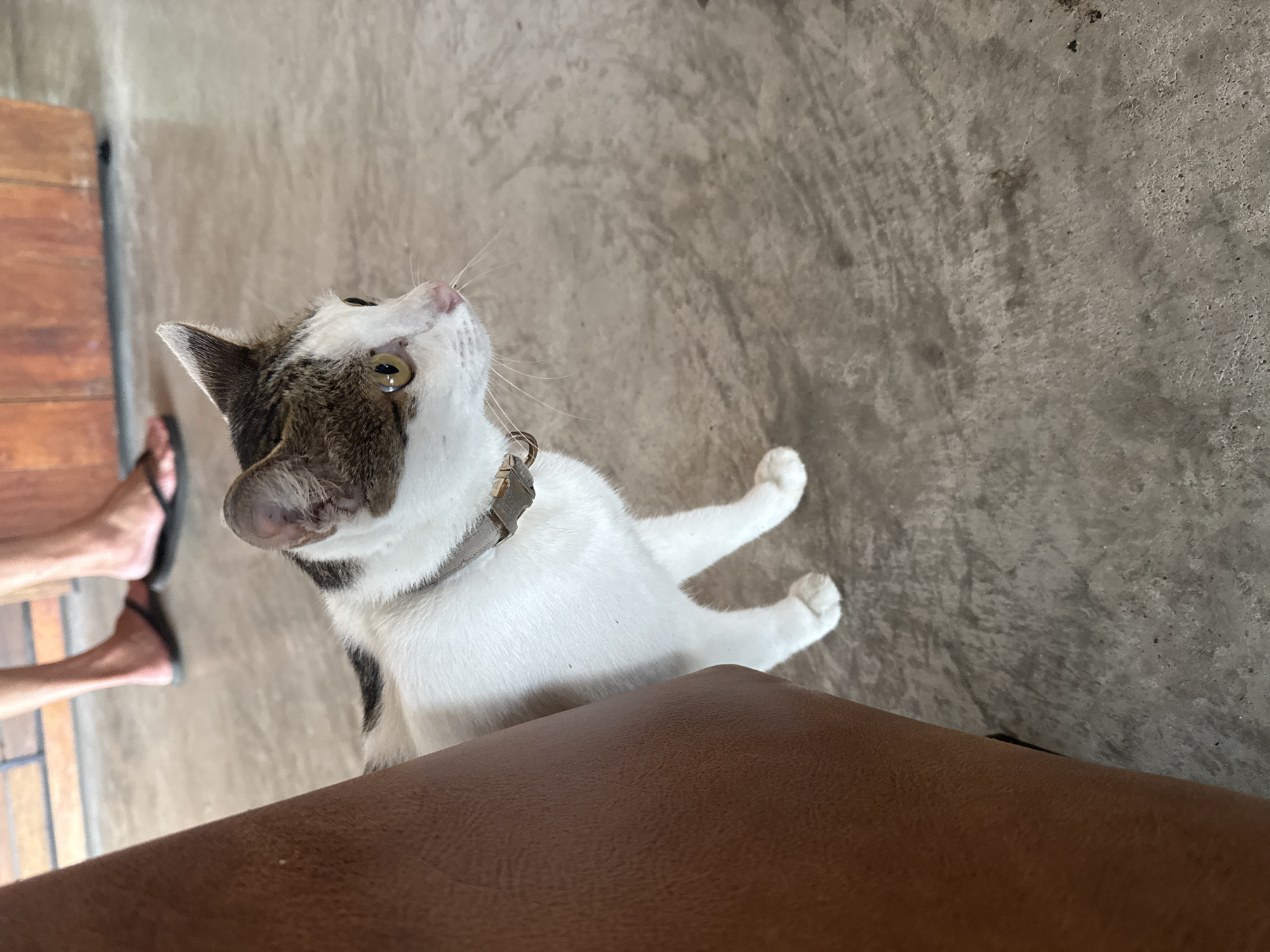 A short-haired, white and brown tabby cat with green eyes and a grey collar is standing on a concrete floor. The cat is looking to the right. In the background, two people are standing, and the lower half of their bodies is visible. They are wearing flip-flops. The environment appears to be an indoor space with a wooden partition in the background. The lighting suggests it is daytime. The scene is likely in Ko Samui District, Thailand, given the general context.
