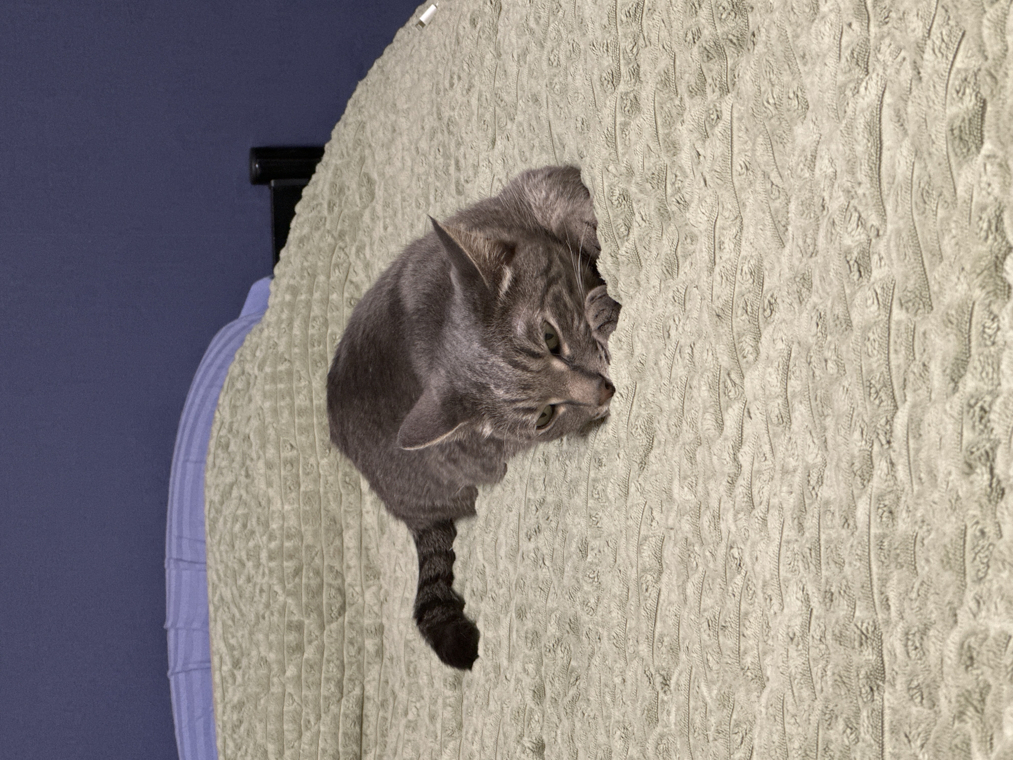 A gray tabby cat is partially emerged from a hole in a light green, textured fabric covering an object. The cat's head and torso are visible, with its tail hanging down. The cat's attention is directed to the right. The fabric covering is stretched over what appears to be a round or curved object. To the left of the object is a dark blue wall. A part of a headboard is visible behind the object. The scene does not show enough details to determine it is in Krasnoyarsk, Russia.