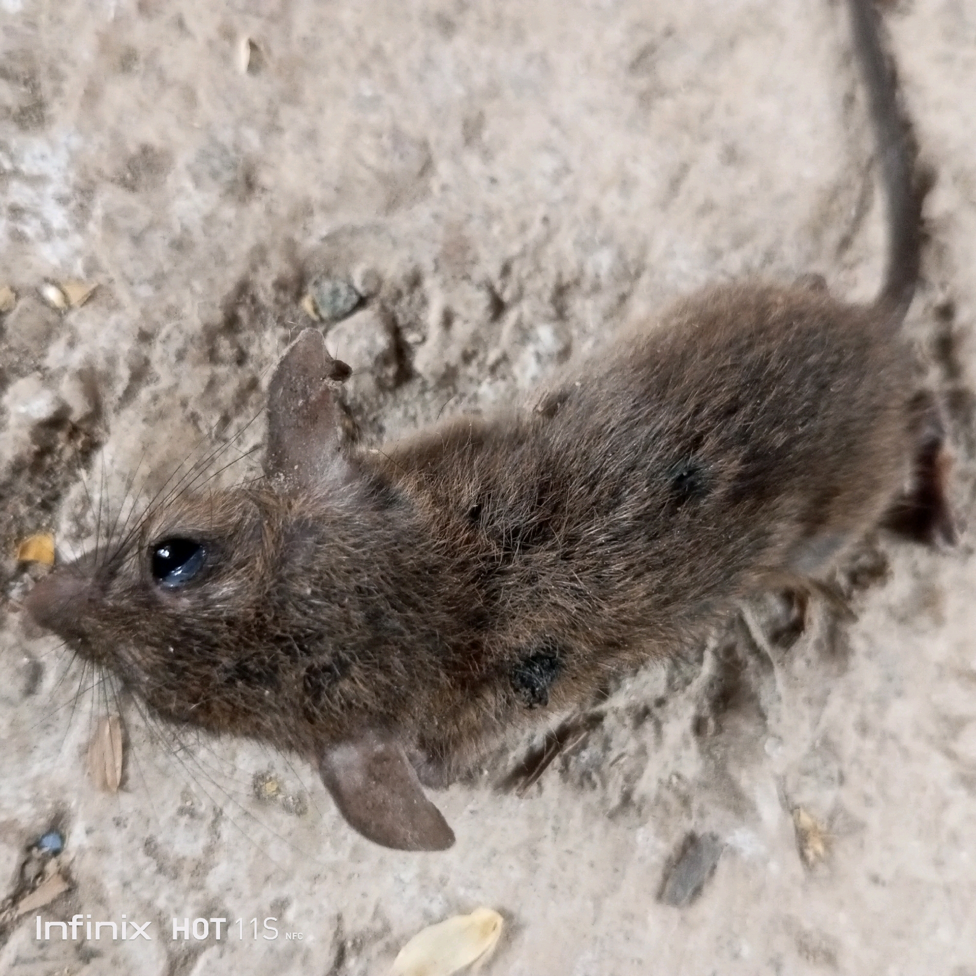 A dead mouse, likely a common house mouse (Mus musculus), is lying on a rough, dusty surface, possibly concrete or dirt. The mouse is small, with dark brown fur and a long, thin tail. Its eyes are dark and appear to be closed. Some dark patches are visible on its fur. The surrounding environment is a neutral-toned, granular surface with some small debris, suggesting an outdoor or neglected indoor setting. The lighting is somewhat harsh, casting subtle shadows. The image is sharp and clear, focusing on the mouse's body and immediate surroundings. The lower left corner of the image shows a watermark indicating "Infinix HOT 11S NFC". The location is identified as Sukaslamet, Indonesia, though this is contextual information not visually evident in the image itself.