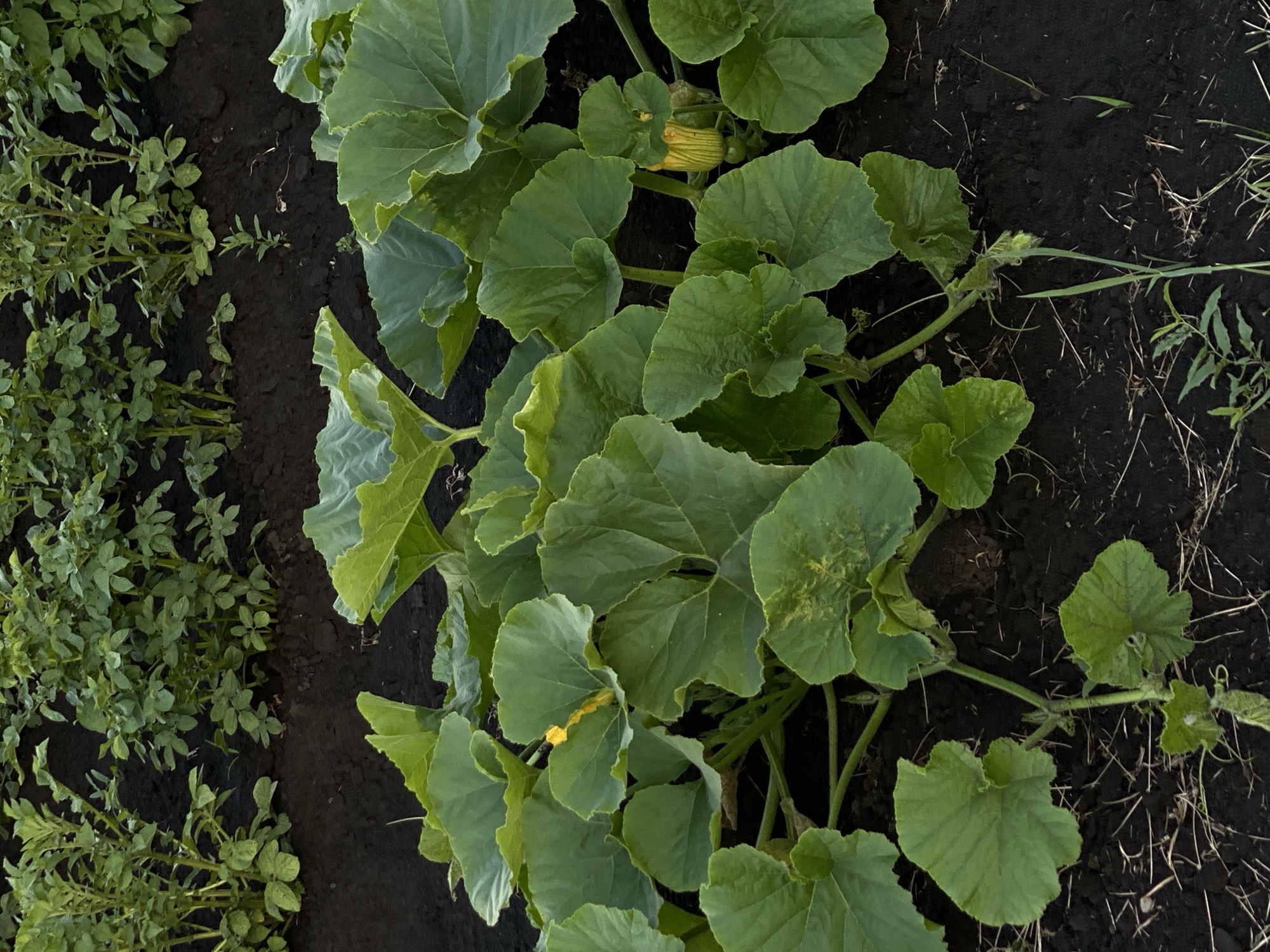 This is a top-down, medium shot of a garden bed with two types of plants growing side-by-side. On the left, there is a row of short, bushy green plants with small leaves, likely potato plants. To the right of this row, there is a large, sprawling plant with broad, dark green leaves and thick vines. This plant appears to be a squash or pumpkin plant, with at least one yellow flower and a developing fruit visible amongst the leaves. The ground is dark soil with some dry grass clippings and straw scattered across it. The scene is outdoors, suggesting a daytime setting. There is no visible text in the image. The location context is Oktyabr'skii, Russia. The overall impression is of a healthy, growing garden.