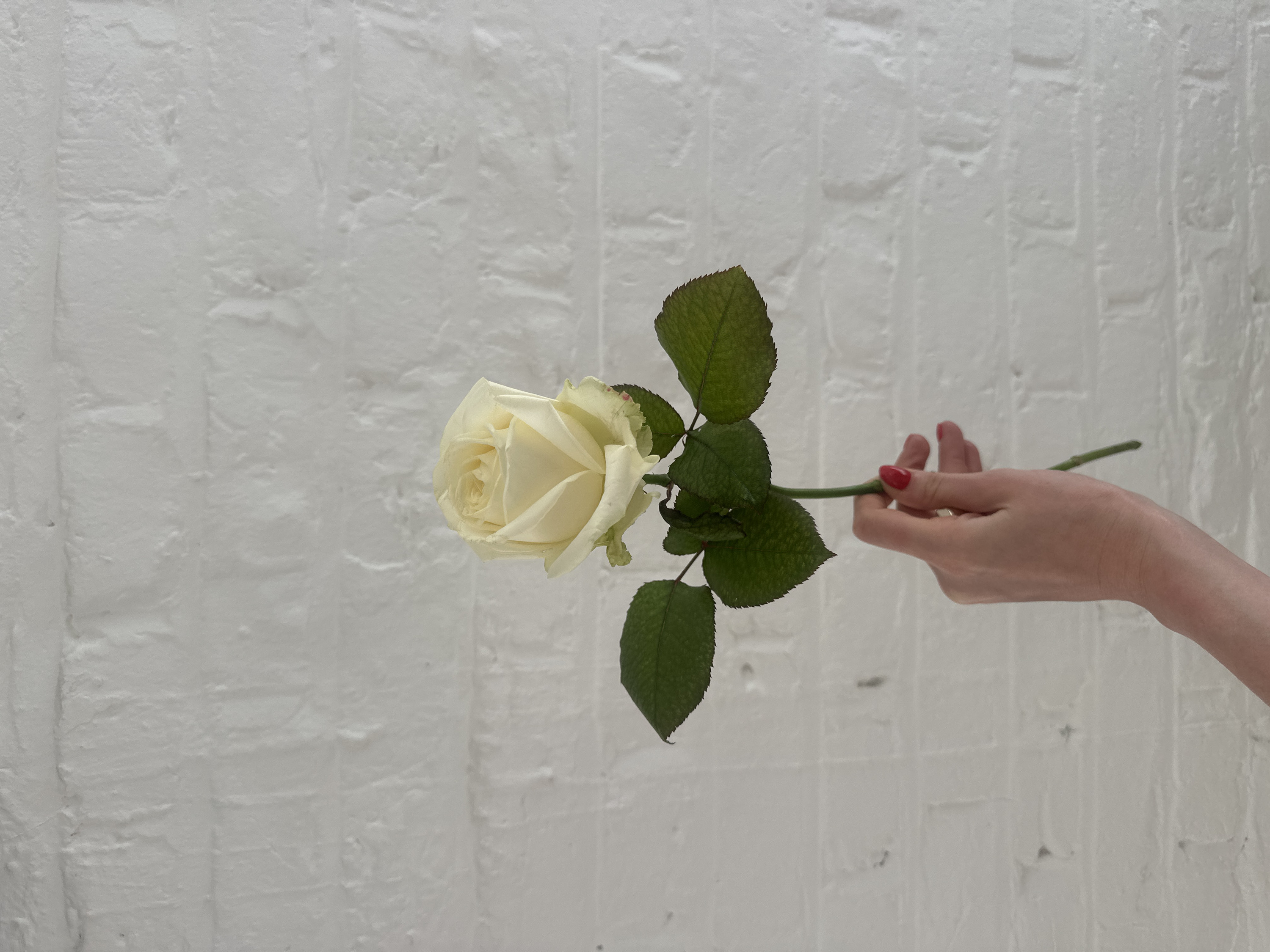 The scene depicts a single, light yellow-cream rose held by a human hand against a white painted brick wall. The location is the city of London, United Kingdom. The rose features a full, tightly-petaled bloom atop a green stem, from which several dark green leaves with serrated edges extend. The hand, appearing to be female, is positioned centrally in the lower portion of the frame, gripping the rose stem with the fingers. Red nail polish is visible on the fingernails of the thumb, index, and middle fingers. The background consists of a textured, white-painted brick wall with distinct mortar lines and surface irregularities.