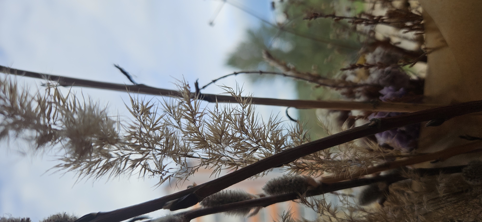 The image is a close-up, vertical shot of dried plant stalks against a blurred background of the sky and some buildings. In the foreground, several thin, brown stalks are visible, some of which have feathery, dry foliage attached. One stalk on the left has a fluffy, grey catkin. In the mid-ground, a more prominent stalk with intricate, dried, brown seed heads is in focus. The background shows a pale blue sky with scattered clouds and the out-of-focus shapes of buildings and trees, suggesting an urban or suburban environment. There are no people or animals present. The lighting appears natural, coming from above. The image does not provide any specific identifying features that would allow for precise location within Vitsebsk, Belarus; it depicts a common natural scene that could be found in many locations.