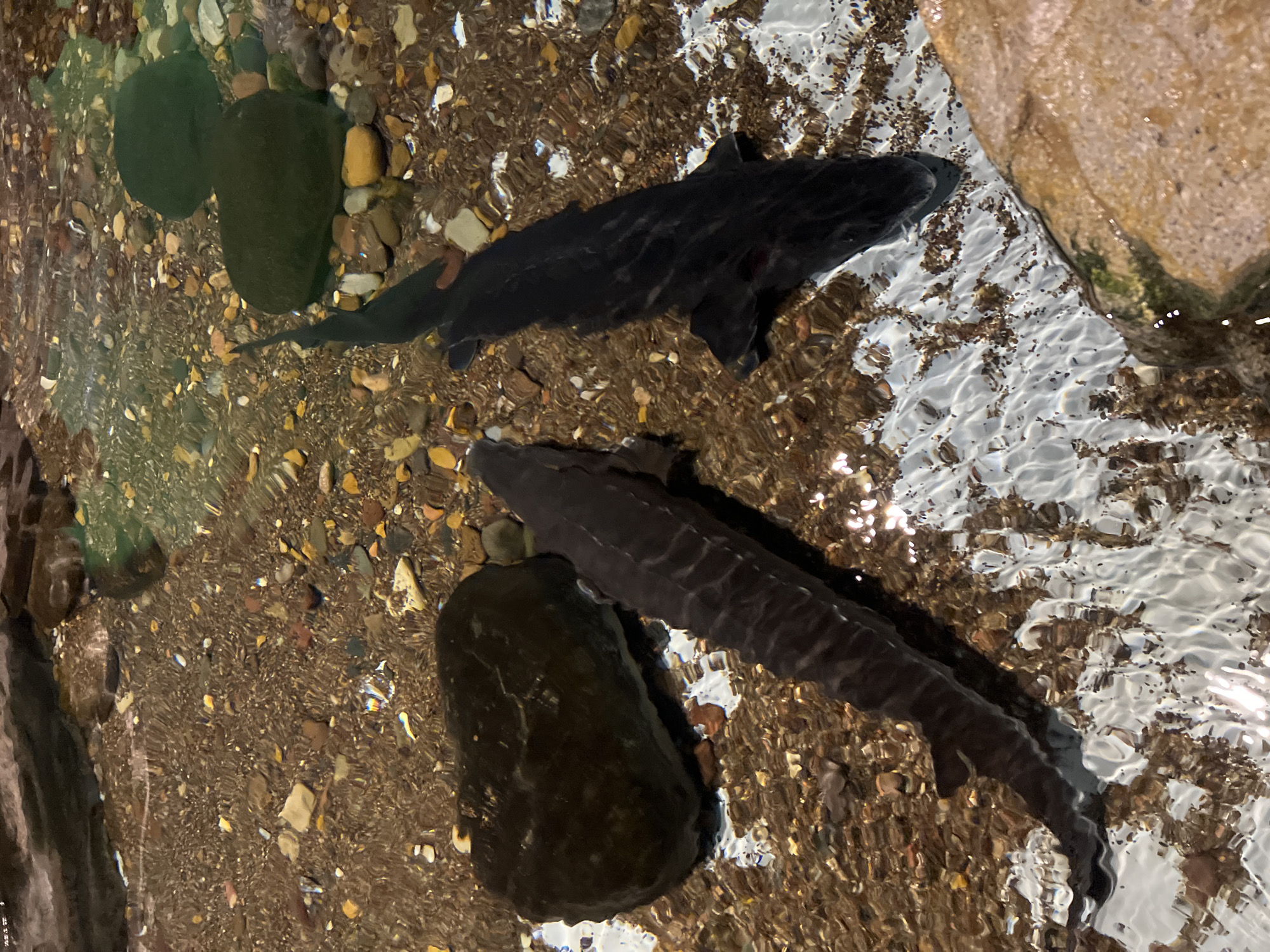 The image shows two sturgeon swimming in shallow water. The water is clear enough to see the rocky bottom of the pool. There are rocks of varying sizes and shapes visible throughout the scene. The lighting suggests an indoor aquarium setting. Based on the inclusion of sturgeon, which are known to inhabit the Great Lakes, and the presence of an aquarium setting, a potential location for the image could be the Shedd Aquarium in Chicago, United States of America.