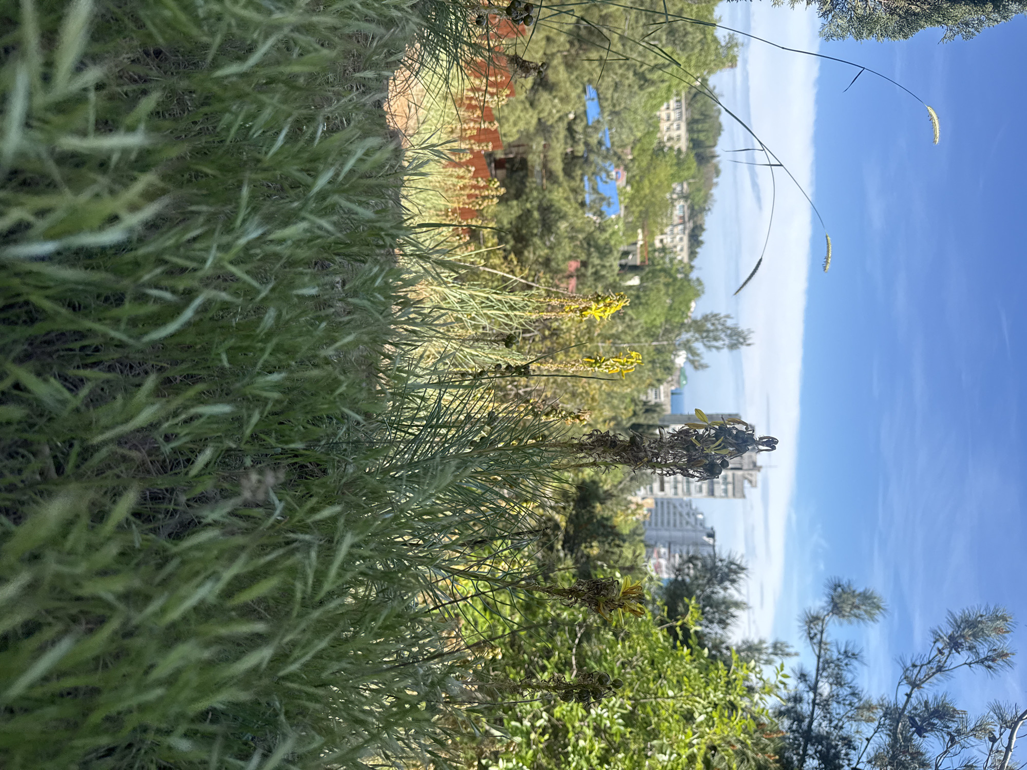 The image depicts an outdoor scene in a sunny environment. Tall grasses dominate the foreground, with some yellow wildflowers interspersed. In the background, there are buildings and trees, suggesting an urban or suburban setting. The sky is blue with some clouds.