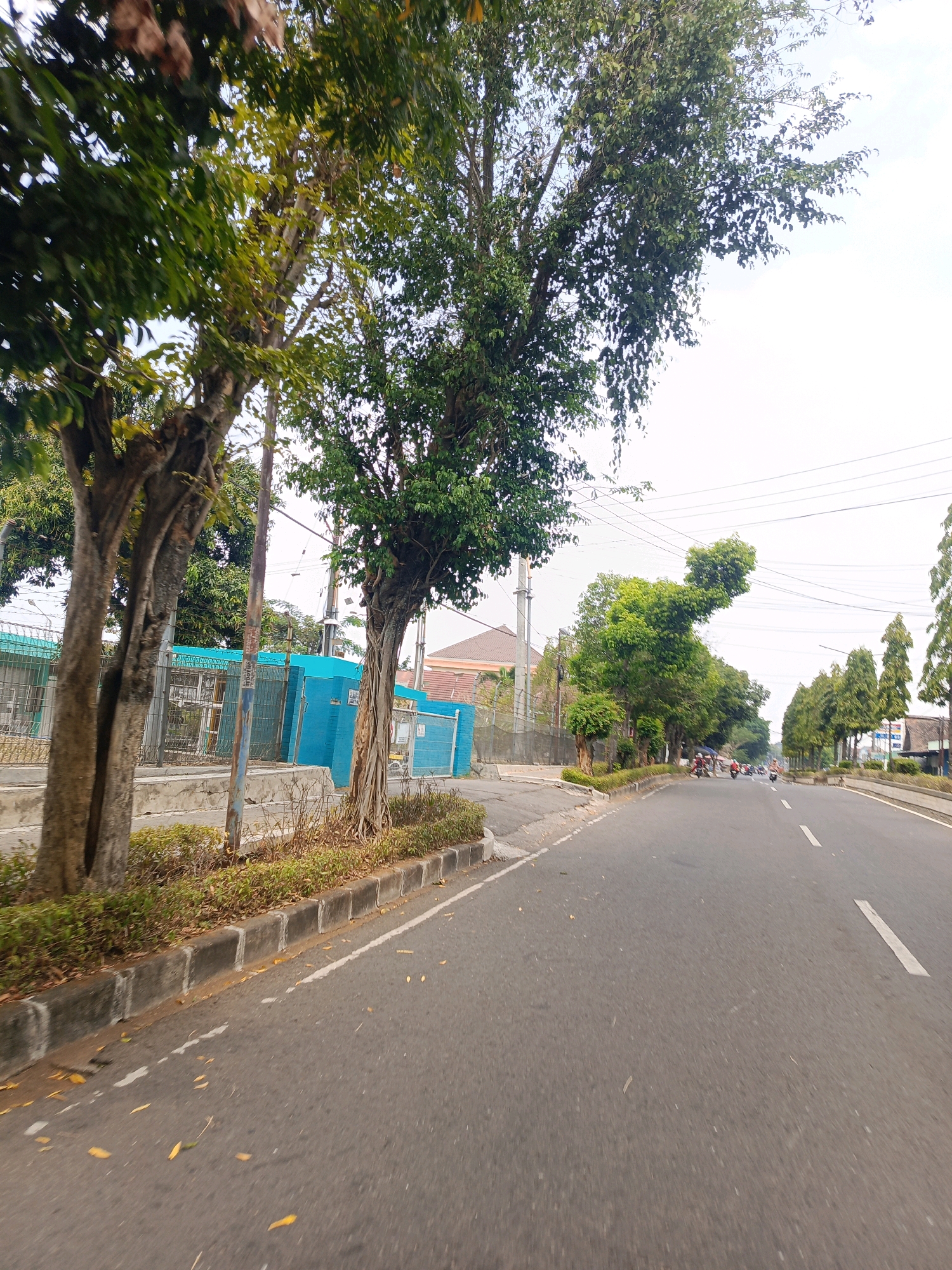 The image captures a street scene in Sukowinangun, Indonesia. On the left side of the road, a paved sidewalk is bordered by a concrete curb and a line of small, manicured bushes. Behind the bushes, a light blue building with a fence in front of it is visible. Two large trees with rough bark and green foliage stand near the sidewalk, one closer to the foreground. The road itself is asphalt and appears to be a two-lane street with white lane markings. Several motorcycles and riders are traveling along the road, moving away from the viewer. The background features more trees, some houses with orange roofs, and power lines stretching across the sky. The sky is overcast.