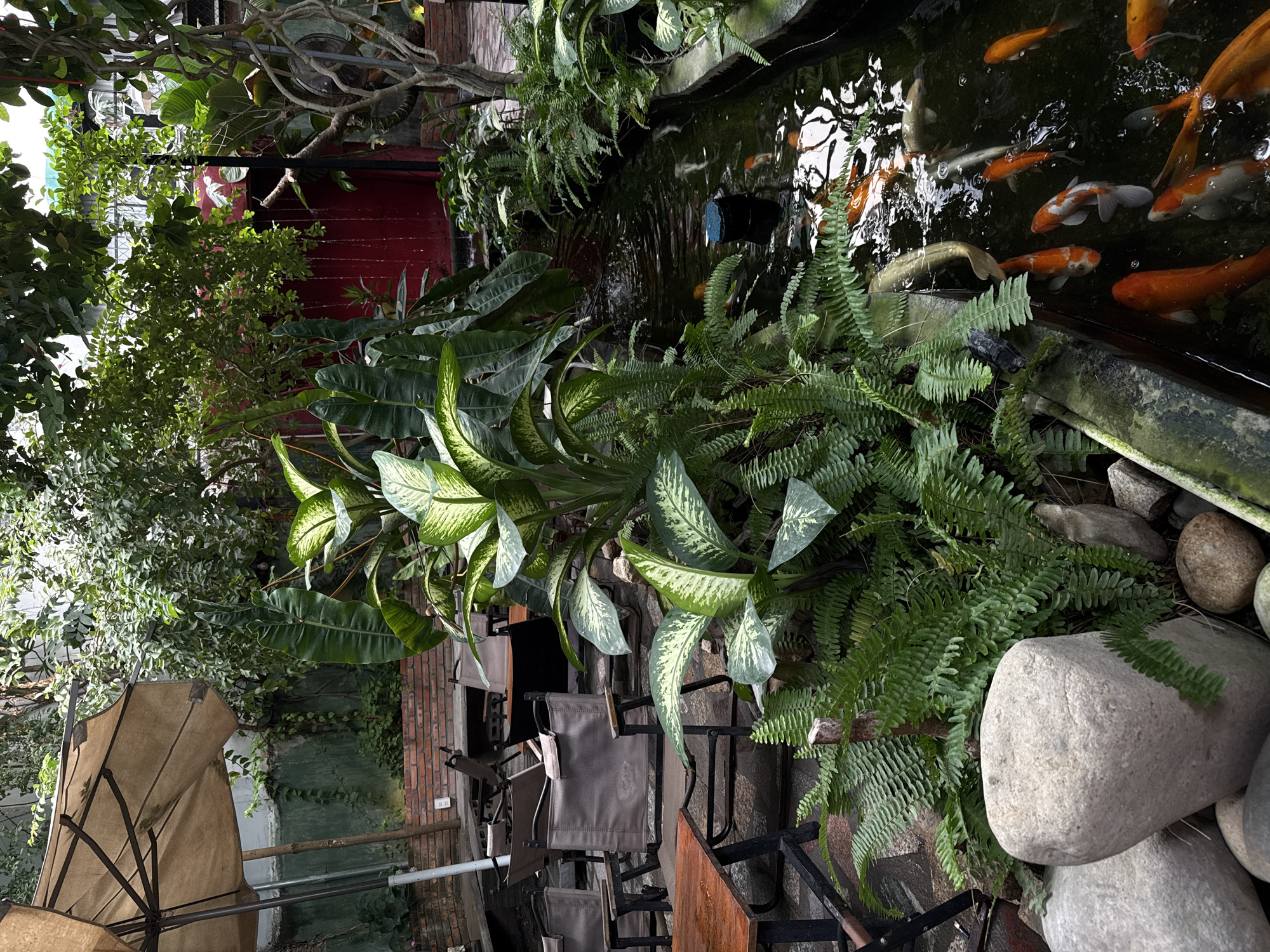 The image captures an outdoor seating area in what appears to be a garden restaurant, possibly in the Bac Nha Trang Ward area of Vietnam. Lush greenery dominates the scene, with various plants including ferns and broad-leafed varieties near a koi pond filled with orange and white koi fish.
Tables and chairs, some with brown canvas seats, are scattered throughout the area, partially shaded by a brown umbrella. The seating is arranged near the pond, offering a potentially scenic view. The architecture in the background includes brickwork, suggesting a wall or building detail. The overall atmosphere is serene and nature-focused, indicative of a garden-themed dining experience.