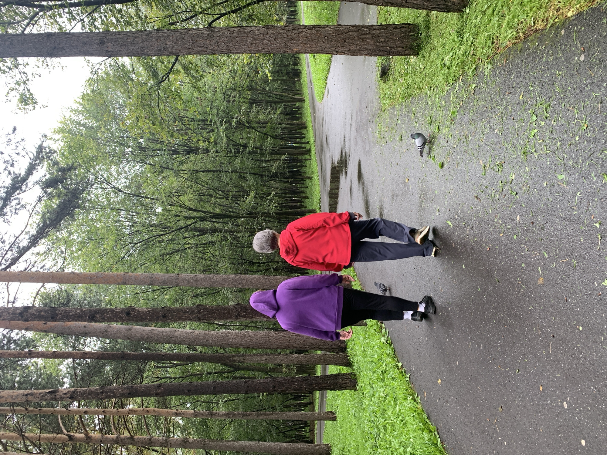 Two individuals, viewed from behind, are walking away from the camera on a wet asphalt path through a park. The person on the left wears a vibrant purple hooded sweatshirt and black pants, while the person on the right is in a bright red jacket and dark pants. Both are wearing athletic shoes. A single pigeon stands on the path to the right of the individuals. The path is bordered by lush green grass on the left and a dense line of tall, slender trees with green foliage on both sides. The ground of the path shows wet patches, indicating recent rain. The background consists of more trees and a slightly overcast sky. The scene is suggestive of a park in Prokopyevsk, Russia, possibly during the warmer months when rain showers are common.