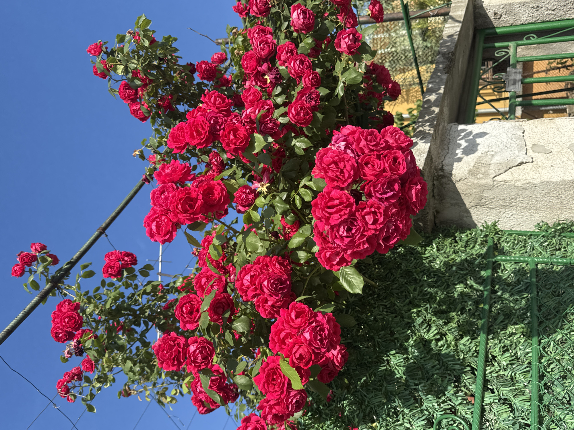 A low-angle, outdoor photograph showcases a vibrant climbing rose bush laden with clusters of red flowers set against a bright blue sky. The roses are in full bloom, their petals tightly packed. A metal support structure is visible, guiding the growth of the bush. Adjacent to the roses is a grey concrete wall topped with a section of green fencing. The photograph appears to have been taken in Plovdiv, Bulgaria, as the architecture is typical for the city. No people are visible.