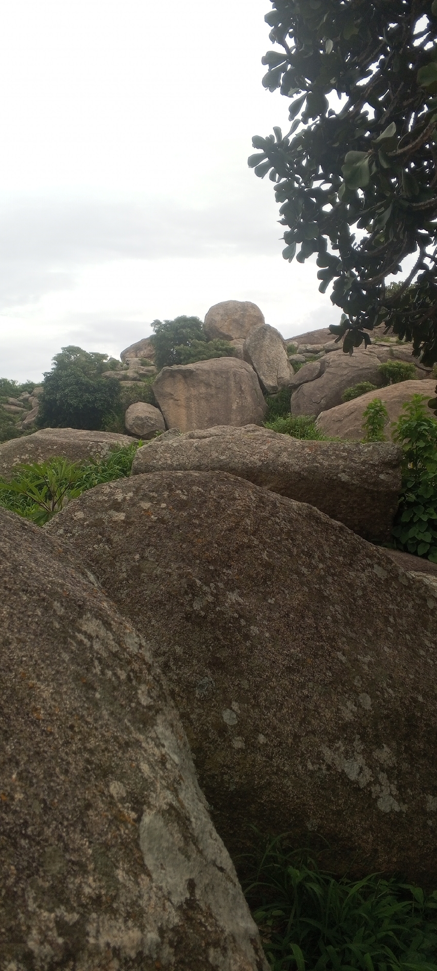 The image depicts a rocky landscape with scattered trees and vegetation. The foreground is dominated by large, textured boulders, with smaller rocks and green foliage filling the gaps between them. In the mid-ground and background, more large boulders are visible, interspersed with lush green trees and bushes. The sky is overcast, suggesting a cloudy day. The scene appears to be a natural geological formation, possibly a hill or a mountain slope, with a dense canopy of trees covering parts of it. The overall impression is of a rugged and untamed natural environment.
While the image showcases a natural landscape, it does not provide any specific visual cues or contextual information that would allow for identification of a precise location within the city of Ohit, Nigeria. Therefore, a forensic description of the scene cannot include such specific location details.