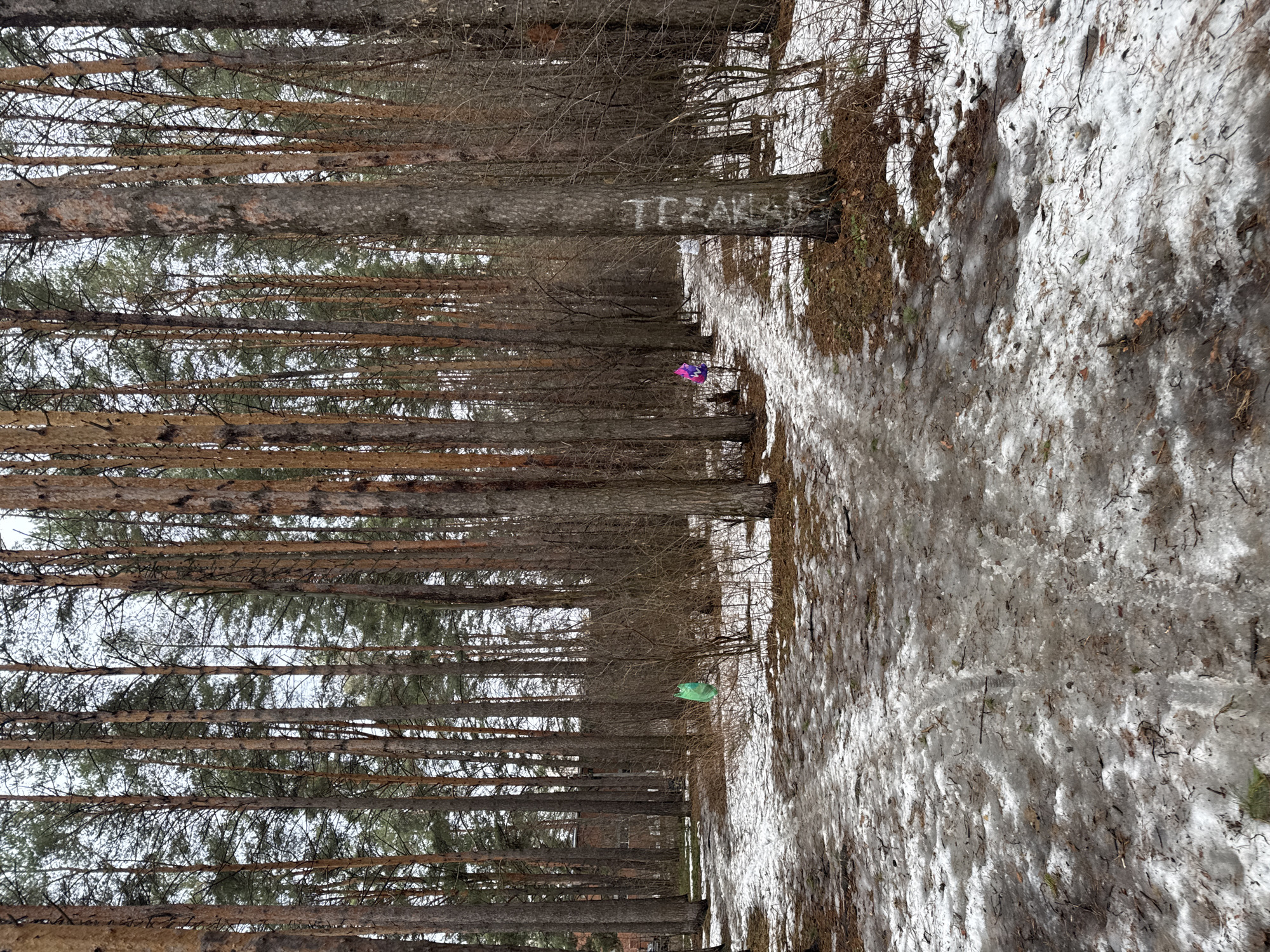 The image captures a path through a pine forest. The trunks of the trees are densely packed and run parallel to the path. Snow cover is visible along the path's edge. Two figures, one wearing purple and one wearing green, are visible walking along the path deeper into the forest. Graffiti is apparent on a tree trunk near the path. Based on visual elements, this image is located in the city of Chaikovsky, Russia.