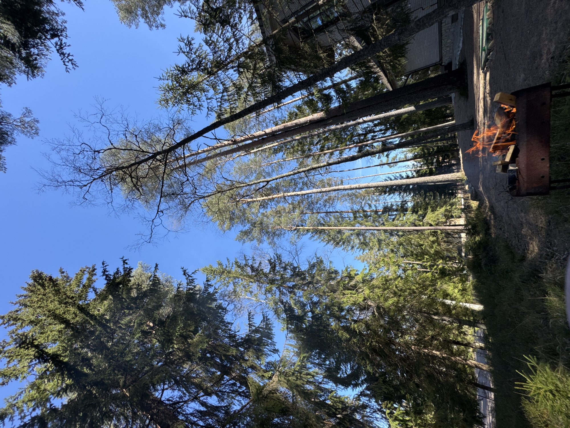 This image, set in Aleksandrovka, Russia, captures an outdoor scene dominated by tall trees under a clear blue sky. The perspective is looking upwards, emphasizing the height of the trees.
The scene features numerous coniferous trees, likely firs or spruces, with dense, dark green foliage, some of which are silhouetted against the bright sky. Interspersed among them are several deciduous trees with bare branches, suggesting either late autumn, winter, or early spring before leaf emergence. A light blue, cloudless sky fills the upper portion of the frame, indicating bright, sunny weather.
On the right side of the image, a partial view of a building, constructed from stone or brick, is visible. The building has at least one window and a textured exterior wall. Adjacent to the building, a metal fire pit or grill is placed on the ground, within which a vibrant fire burns. Orange and yellow flames are clearly visible, consuming pieces of wood and emitting a small amount of smoke.
The ground area shows patches of green grass and what appears to be a dirt path or natural ground cover. The bright sunlight casts some shadows, suggesting it is likely midday or early afternoon. No people or visible text are present in the image. The overall atmosphere conveys a peaceful, natural setting with an ongoing outdoor activity.