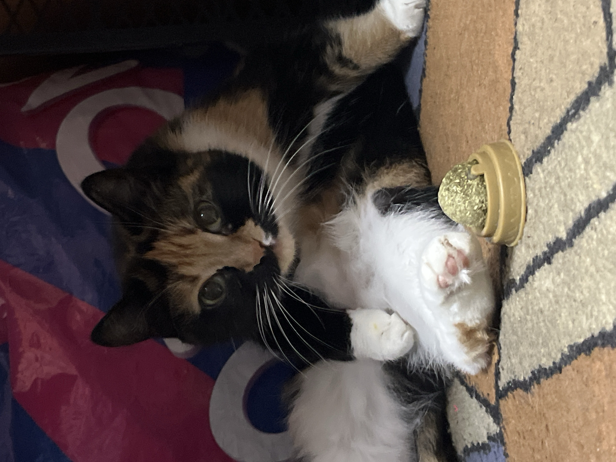 A calico cat lies on a patterned surface with a toy nearby. The location is not discernible from the image.