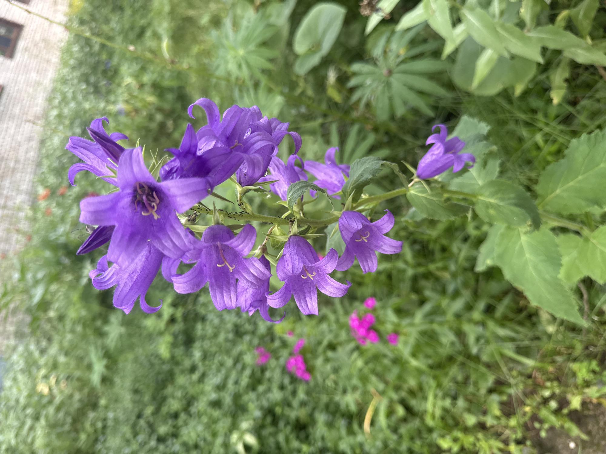 A close-up, vertical, eye-level shot captures a tall cluster of bell-shaped purple flowers in bloom, set against a blurred background of lush green foliage and a brick building. The flowers, with their delicate, curled petals, are the primary subject, while small, dark insects are visible clinging to the stems. In the mid-ground, several smaller pink flowers are scattered amongst the greenery. The overall setting suggests an outdoor garden or natural area, possibly in Kuzmolovskiy, Russia, given the context. The lighting is soft and diffused, indicating an overcast day or shade. No people are present in the image.