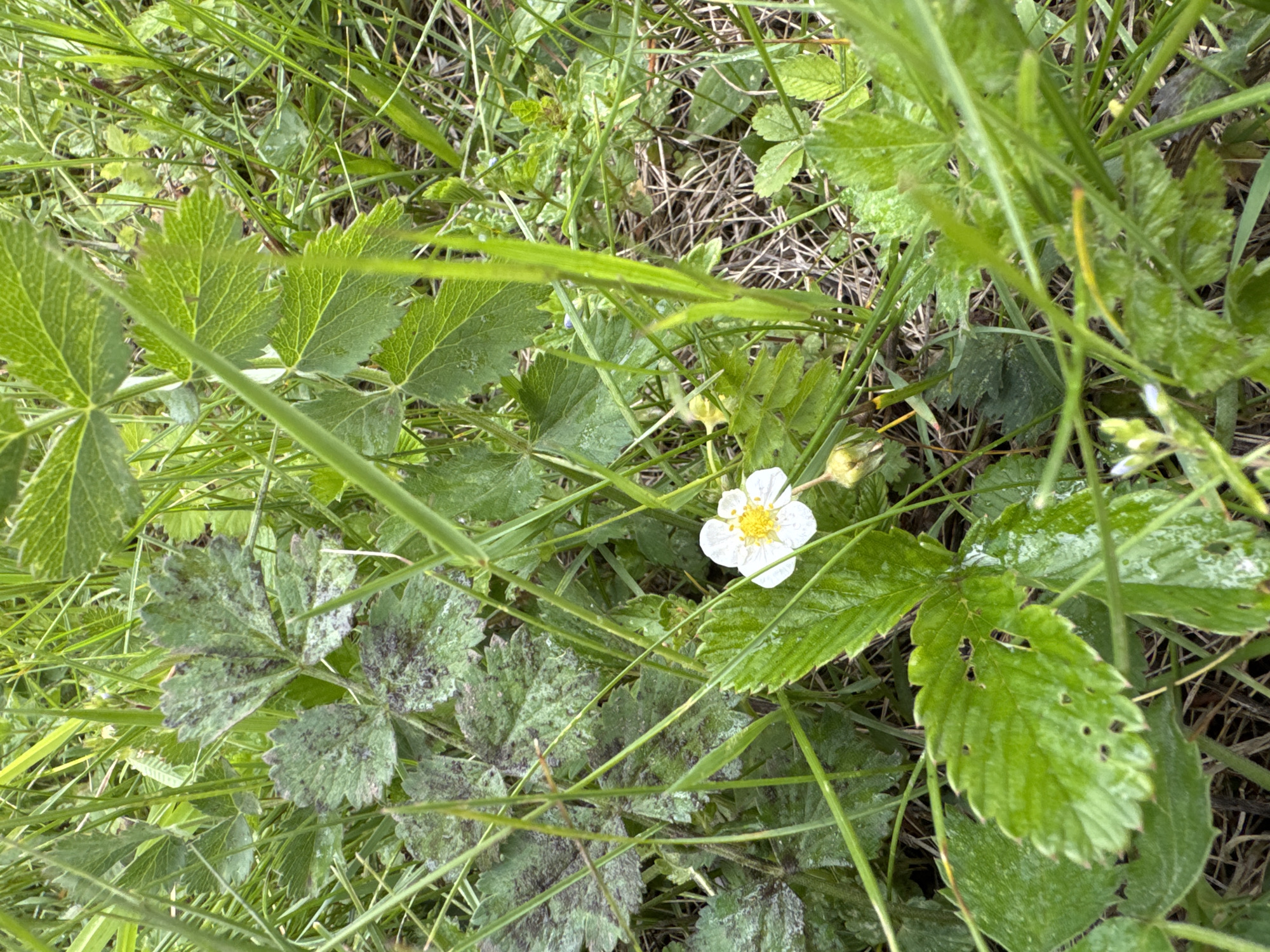 A close-up, ground-level shot depicts a single white flower with five petals and a distinct yellow center, strongly resembling a wild strawberry blossom, nestled amongst dense green foliage and grasses. The scene captures a natural, untamed environment, likely in Большая Кивара, Russia.
The flower is surrounded by a variety of green plant life. Prominent are several broad, trifoliate leaves, characteristic of strawberry plants, some exhibiting a vibrant green with clear venation and serrated edges. Other leaves show darker, mottled patches of purplish-brown, which could be natural pigmentation, dirt, or a plant condition. One leaf displays small holes, indicating insect activity. The background is composed of a thick undergrowth of slender green grass blades intermingled with drier, straw-like plant debris.
The lighting is soft and diffused, suggesting an overcast day or a shaded area, as there are no harsh shadows. A subtle dampness or sheen is visible on some of the leaves, possibly from dew or recent rain. The image focuses entirely on the flora, offering a detailed glimpse into the wild undergrowth. No people, activity, or visible text are present. The overall impression is one of quiet natural beauty and a thriving ecosystem.