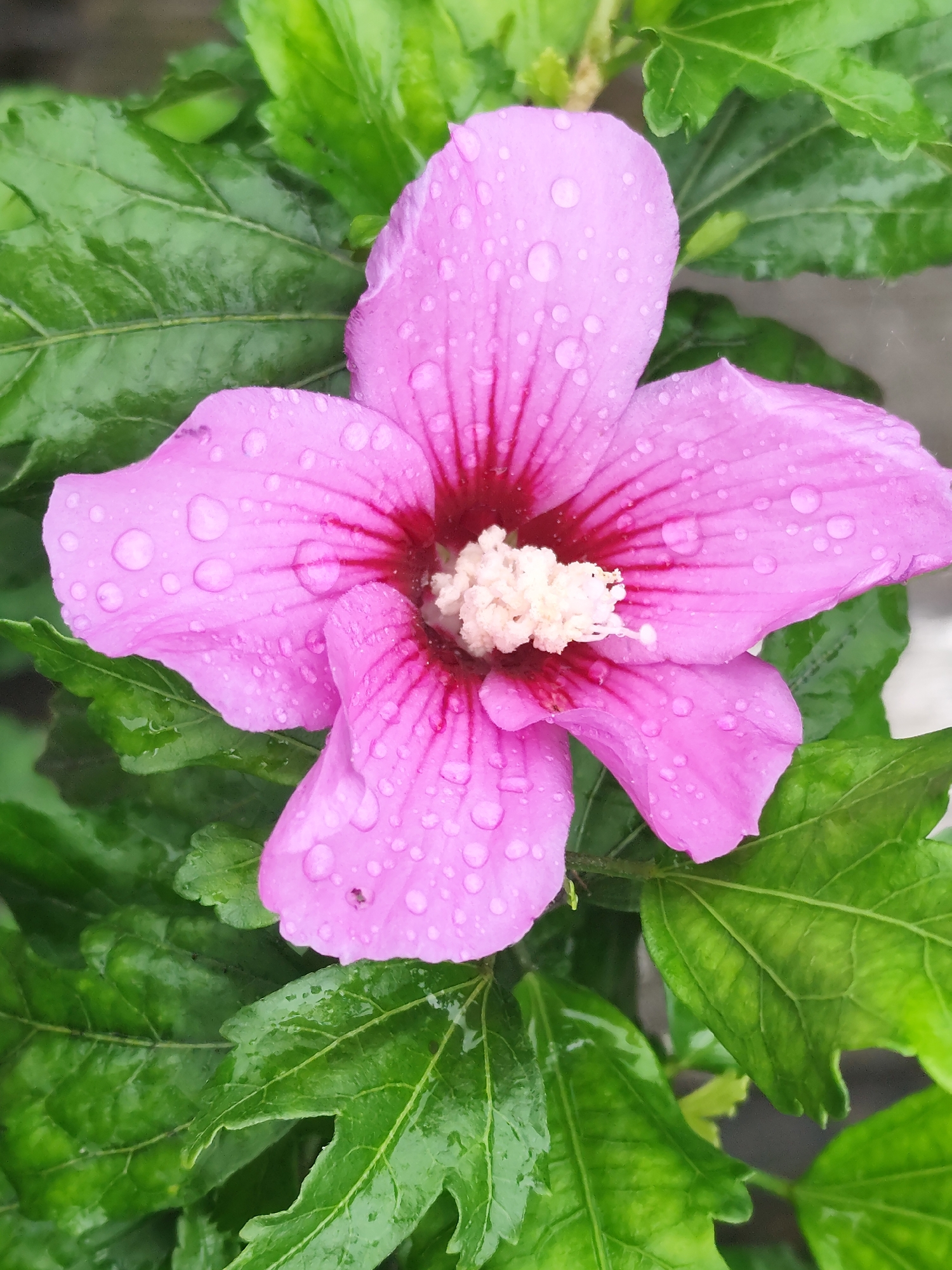 A close-up, vertical shot captures a vibrant pink hibiscus flower, glistening with numerous water droplets, set against a backdrop of lush, green leaves. The flower, centrally positioned, displays five distinct petals, each adorned with delicate pink veins radiating from its deep red center. The pistil and stamens, a pale creamy white, protrude from the flower's core. The surrounding leaves, also damp with water, exhibit a textured surface and rich green hue. The image provides no information regarding the city of Beglatoy, Russia, or any specific environmental or human context beyond the natural scene of the flower and foliage.