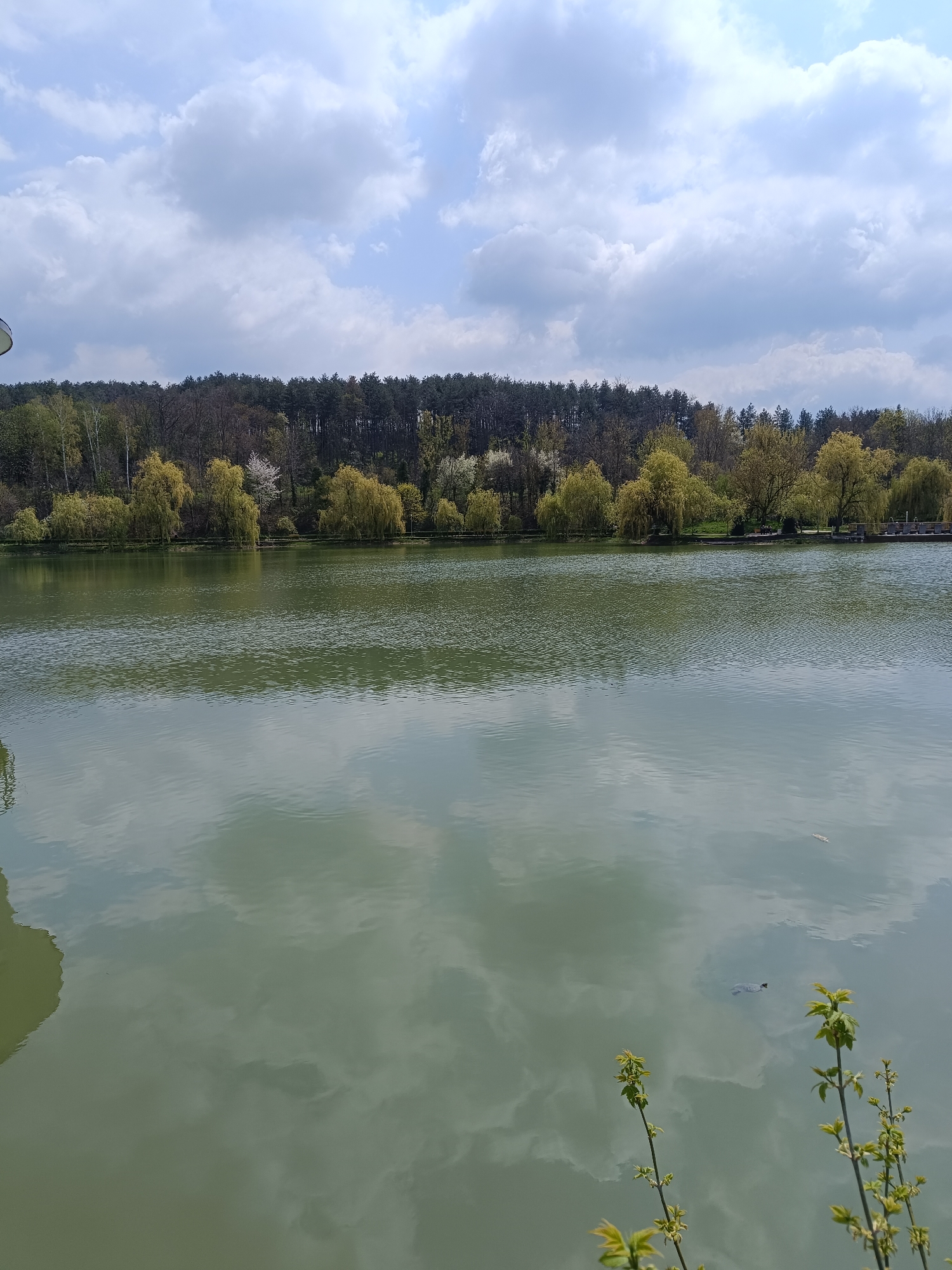 The image shows a lake reflecting the cloudy sky, with trees lining the opposite shore. The trees are a mix of evergreens and deciduous trees with varying shades of green and some white blossoms. A dark green mass, possibly vegetation or a structure, is visible on the left side of the frame, while leafy green branches with new growth are in the lower right corner. There's an object that looks like a turtle and a floating object that looks like a leaf in the lake. The location is likely the park in Targovishte, Bulgaria, based on the combination of the trees, the lake, and the general landscape.