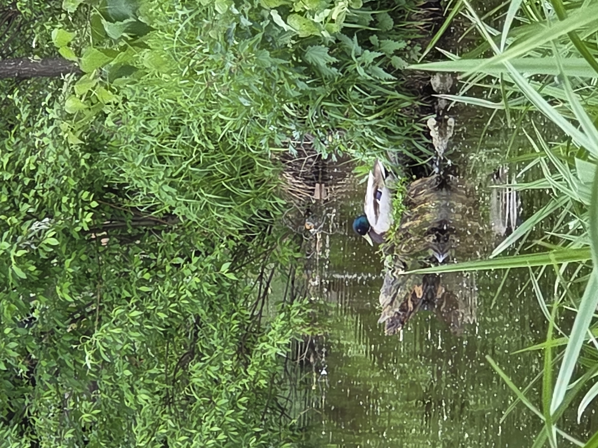 The image shows a pond or small body of water in a natural setting, heavily vegetated with green plants and trees on the banks. A male mallard duck is present in the water, its head submerged as it appears to be foraging or dabbling. The water's surface is reflecting light and the surrounding vegetation, with some ripples visible. There is no information about this location being in the city of Perm, Russia.