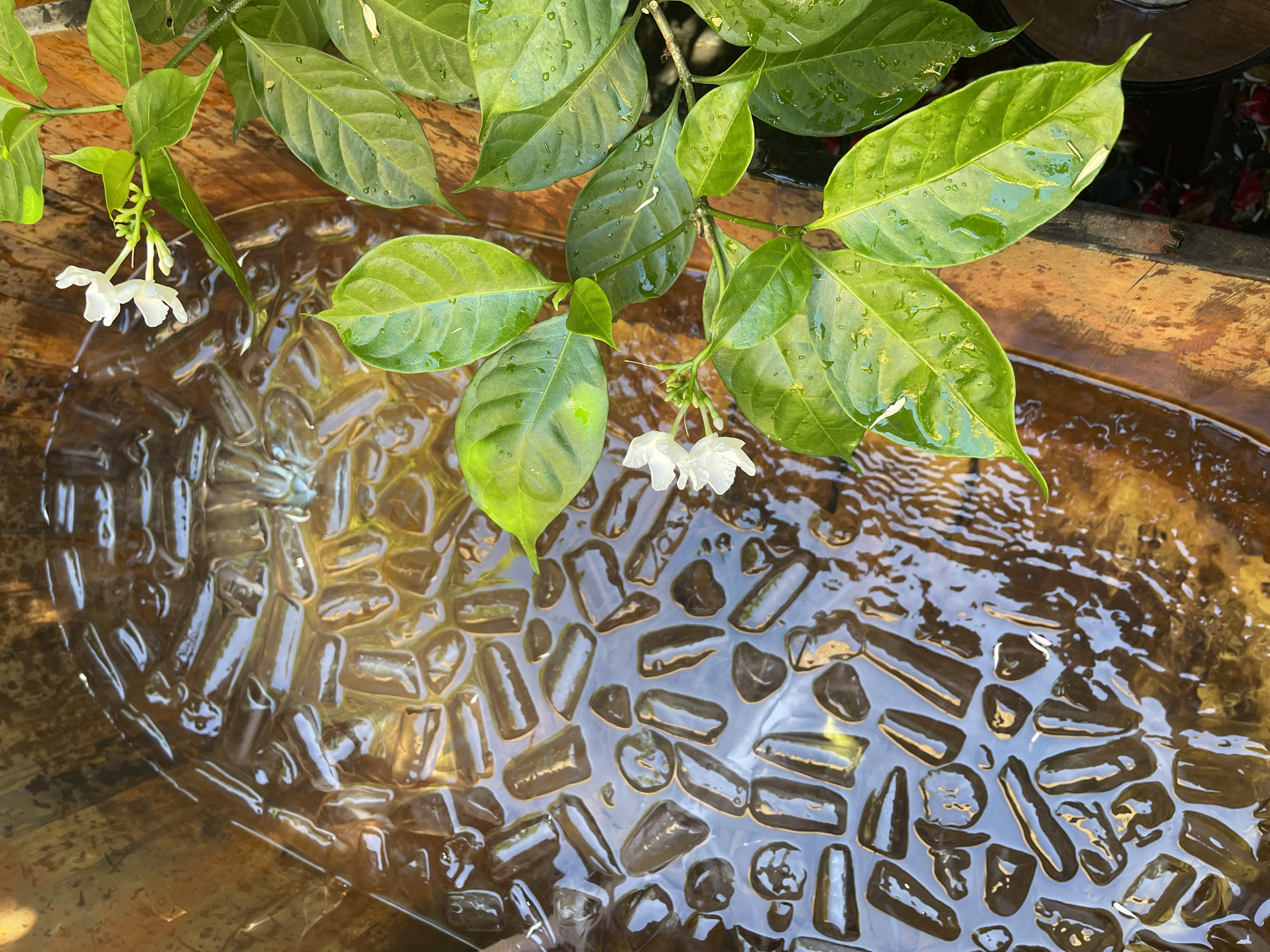 The image displays a close-up view of a wooden container filled with ice cubes submerged in a golden liquid. The ice cubes are elongated and translucent, with some partially submerged and others floating. The liquid is murky and appears to be a beverage of some sort, possibly iced tea or coffee, with reflections of light on its surface.
To the right of the container, a branch with vibrant green leaves and two small white flowers is visible, extending into the frame. The leaves are glossy and appear to be wet, with water droplets clinging to their surfaces. The branch and leaves are well-lit, contrasting with the darker tones of the ice-filled container. The wooden container itself has a rustic texture, with visible grain and some signs of wear.
The scene appears to be outdoors, possibly in a garden or a casual outdoor setting. The lighting suggests it could be daytime, with sunlight casting reflections on the liquid and highlighting the dew on the leaves. The image does not contain any people or depict any specific actions or interactions. The context of Đà Nẵng, Vietnam, is not visually represented in the image itself.