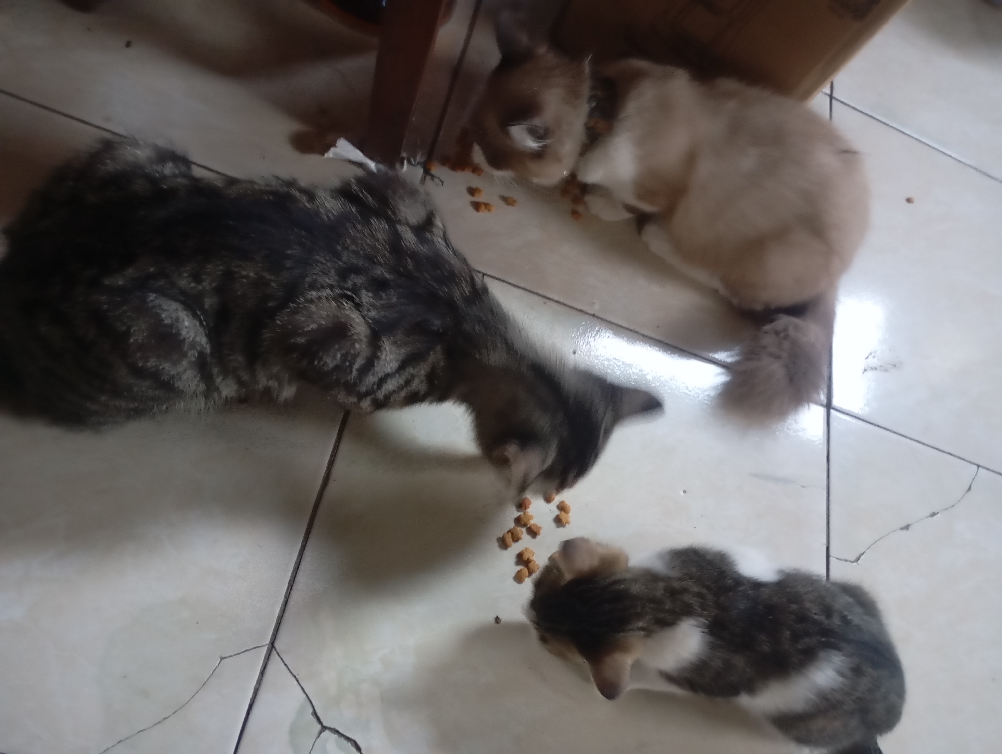 In Ngadimulyo, Indonesia, three cats are gathered on a tiled floor, actively eating kibble scattered between them. A large tabby cat, positioned to the left, is bent over, its head lowered towards the food. To the right, a lighter colored cat with fluffy fur is also eating. In the foreground, a smaller tabby and white cat is focused on a separate pile of kibble. The environment appears to be indoors, with a hint of furniture visible in the background. The tiles are a light color and show some signs of wear and cracking.