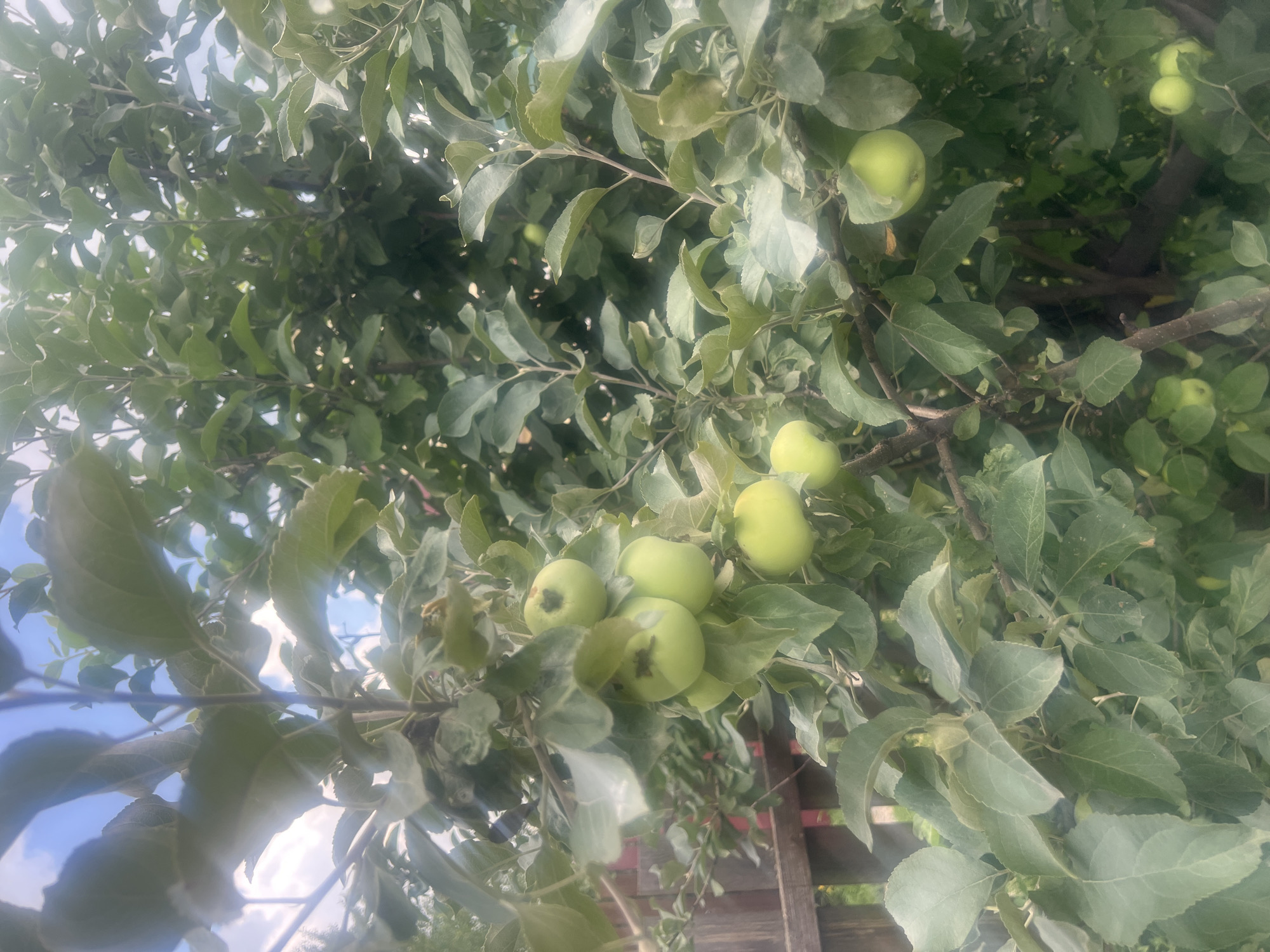 A close-up, eye-level shot shows a branch of an apple tree laden with unripe, green apples against a backdrop of lush green leaves and a partly cloudy sky. A wooden fence is visible to the left of the frame, partially obscured by foliage. The scene is set in the village of Mochishche, Russia.