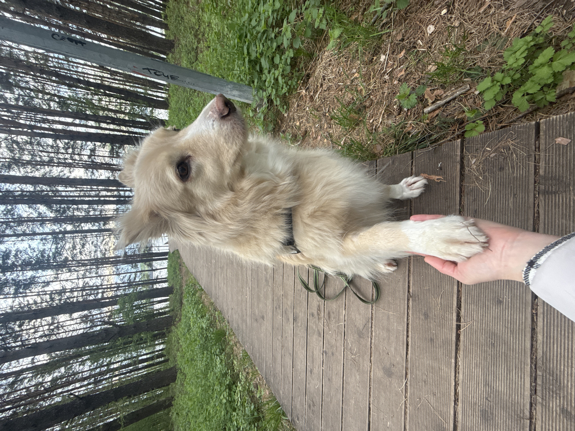 A medium shot captures a beige dog with a dark collar sitting on a wooden boardwalk in what appears to be a park or forest setting in Chaikovsky, Russia. The dog looks upward with one front paw being held by a pale-skinned human hand visible from the right side. To the dog's left, the boardwalk is bordered by green vegetation. Tall, slender trees line the background, suggesting a wooded area. The weather is overcast. The leash is green and coiled on the boardwalk.