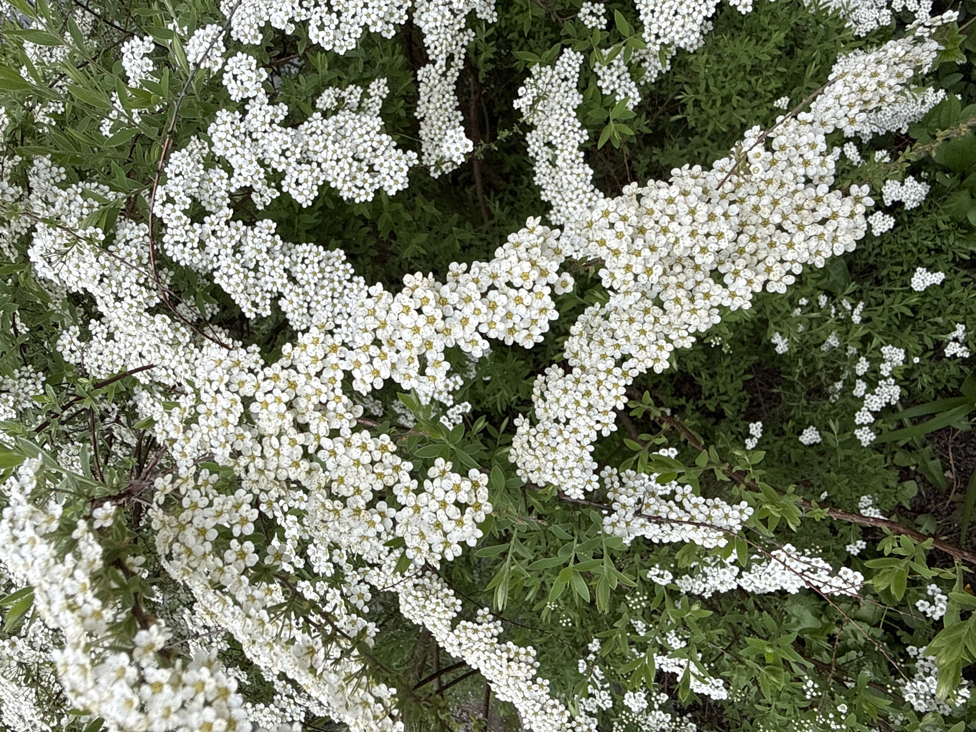 The image shows a close-up of a flowering shrub with small white blossoms and green leaves. The blossoms are densely packed along the branches. The plant appears to be outdoors, possibly in a garden or park, but the specific location in Moscow, Russia, is not discernible from the image. No people or actions are visible. The primary subject is the flowering shrub itself.