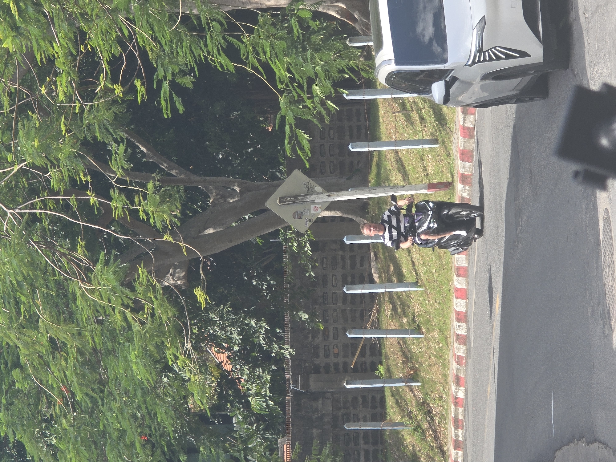A man wearing a black and white striped shirt and black shorts is riding a black scooter on a paved road in what appears to be a tropical or subtropical environment. He is positioned in the middle of the road, moving away from the camera. To his right, a white car is parked on the side of the road, partially blocking the view of the scooter. The road has red and white striped curbing. Behind the road, a grassy embankment is visible with a line of light blue posts. A weathered concrete wall with rectangular openings runs along the embankment, topped with a brick border. Lush green trees with dense foliage and some branches extend over the scene, with some red flowers visible among the leaves. The overall setting suggests an outdoor environment, possibly in a city or town, with a focus on the man on the scooter and the surrounding elements.