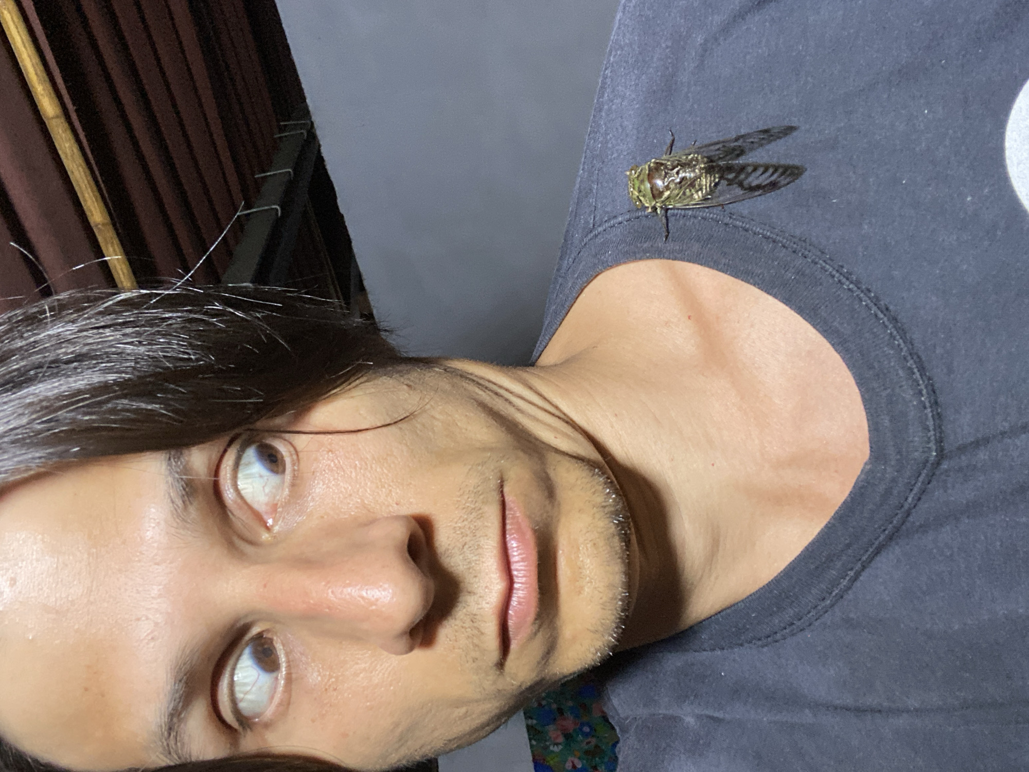A man is pictured in a close-up selfie. He is wearing a gray t-shirt, upon which a cicada is perched on his upper right shoulder area. He has dark hair, light brown eyes, and a light complexion. The background consists of dark curtains and a light gray wall. The location is unknown.