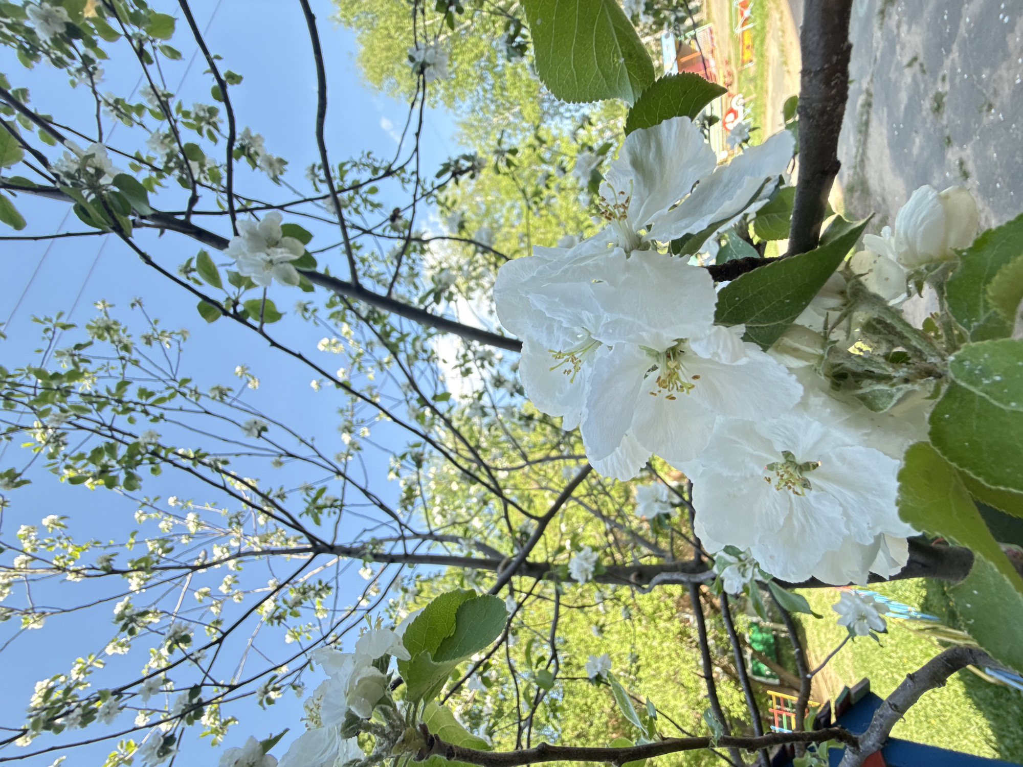 The image shows a blossoming tree branch with white flowers against a blue sky. The scene also includes green foliage in the background, suggesting it is taken in a park or garden setting. The image suggests the city of Chaikovsky, Russia, during spring. There are no visible people in the photograph.