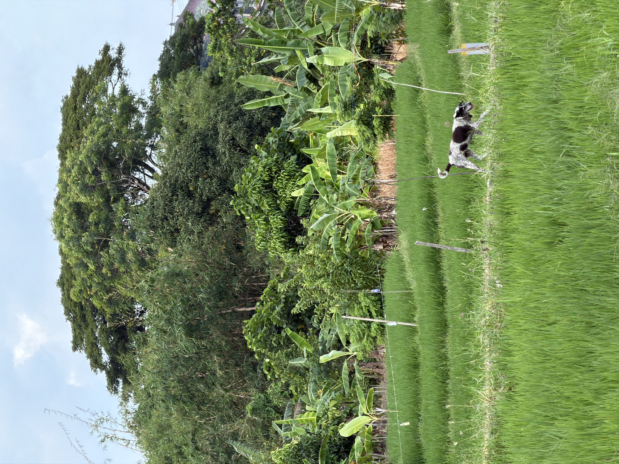 The image shows a rural scene in North Kuta, Indonesia, where a black and white dog is walking on a leash in a field of green grass. The field is divided into parallel rows. A line of banana trees separates the field from a dense forest. The sky is partially cloudy.