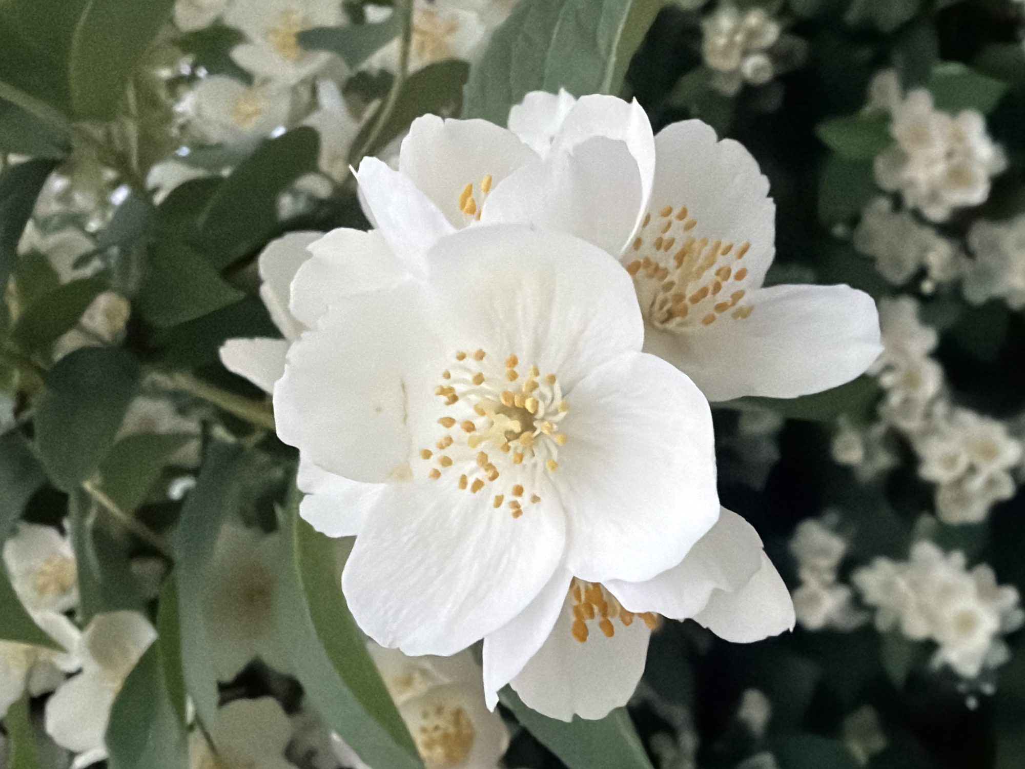 The image is a close-up, vertical shot of several white jasmine flowers blooming amongst green foliage. The flowers are in various stages of bloom, with the central cluster being the most prominent and in focus. Each flower has multiple delicate white petals and a cluster of bright yellow stamens in the center. The background is a soft blur of more white flowers and dark green leaves, suggesting a garden or natural setting. The lighting is natural, highlighting the textures of the petals and stamens. There are no people, animals, or man-made objects visible in the image. The scene is peaceful and evokes a sense of natural beauty.
The image was taken in the city of Chaikovsky, Russia.