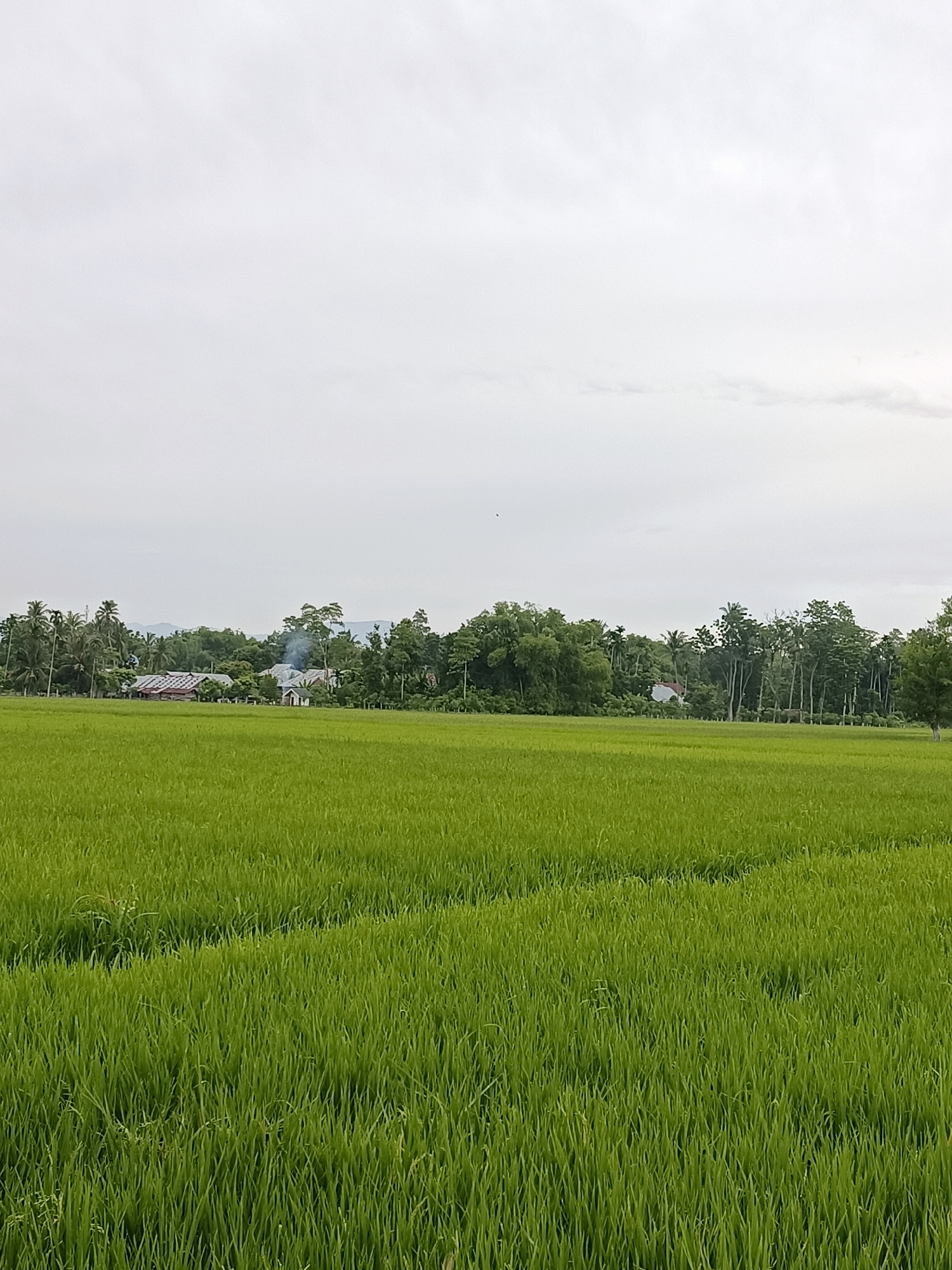 A wide shot captures a lush green rice paddy field in Teungoh Baro, Indonesia, under a pale, overcast sky. In the distance, a cluster of houses with corrugated metal roofs are nestled amongst a dense line of trees, primarily coconut palms and other tropical vegetation. Some of the houses appear to be traditional Indonesian style, with wooden structures. A thin plume of smoke rises from one of the buildings, suggesting cooking or a small fire. The field itself is divided into sections by subtle ridges, with the young rice plants appearing vibrant and healthy. The overall impression is one of rural tranquility.