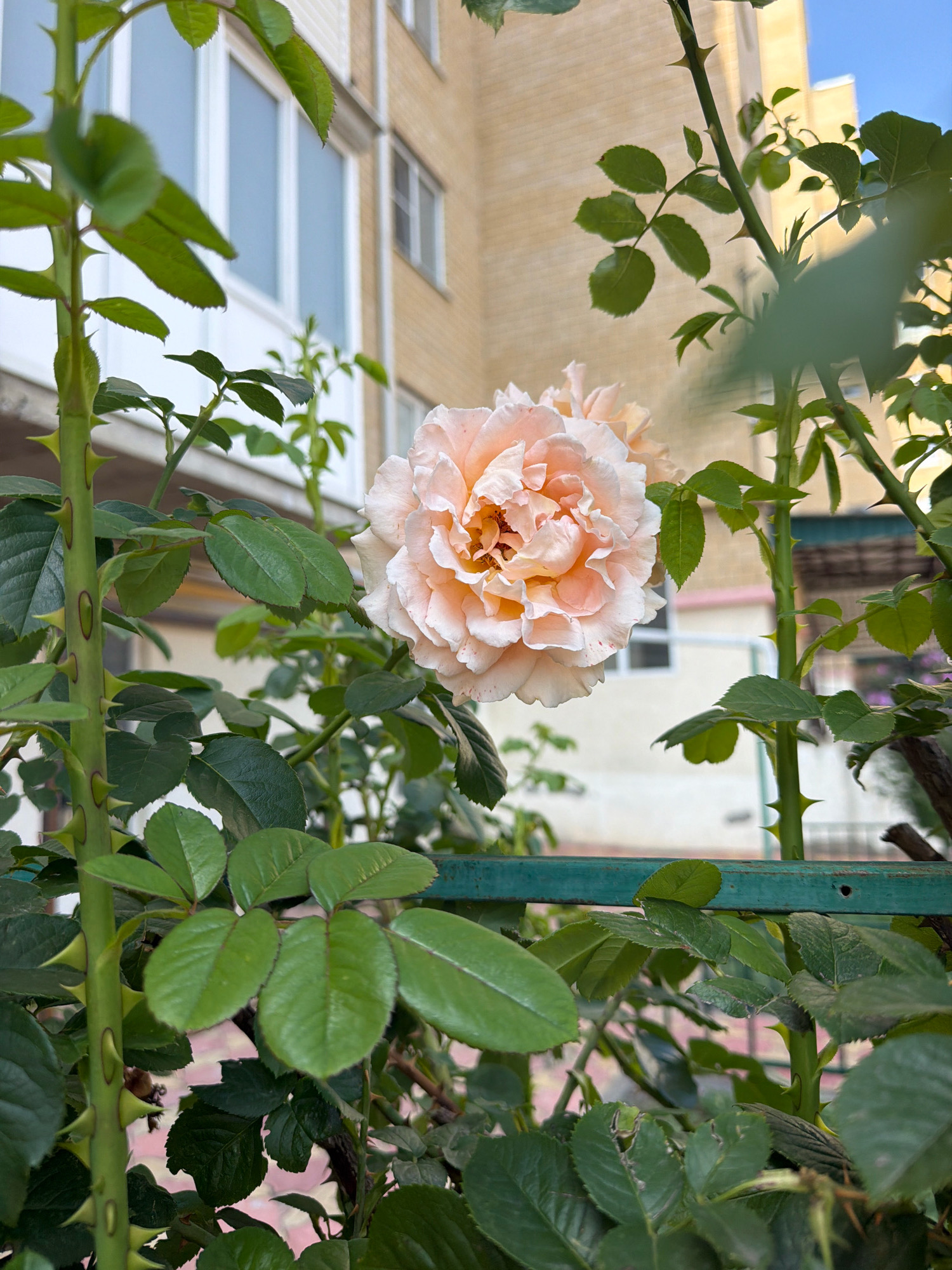 The image shows a close-up of a peach-colored rose in bloom. The rose is surrounded by green leaves and thorny branches of the rose bush. In the background, a light-yellow brick building with windows is visible, suggesting an urban or suburban setting. The sky above is a clear blue. The overall impression is that of a well-maintained garden or yard within a residential area. No people are present in the image. The image does not provide specific clues about its location in Yessentuki, Russia, but it depicts a common scene found in many locations with similar architecture and flora.