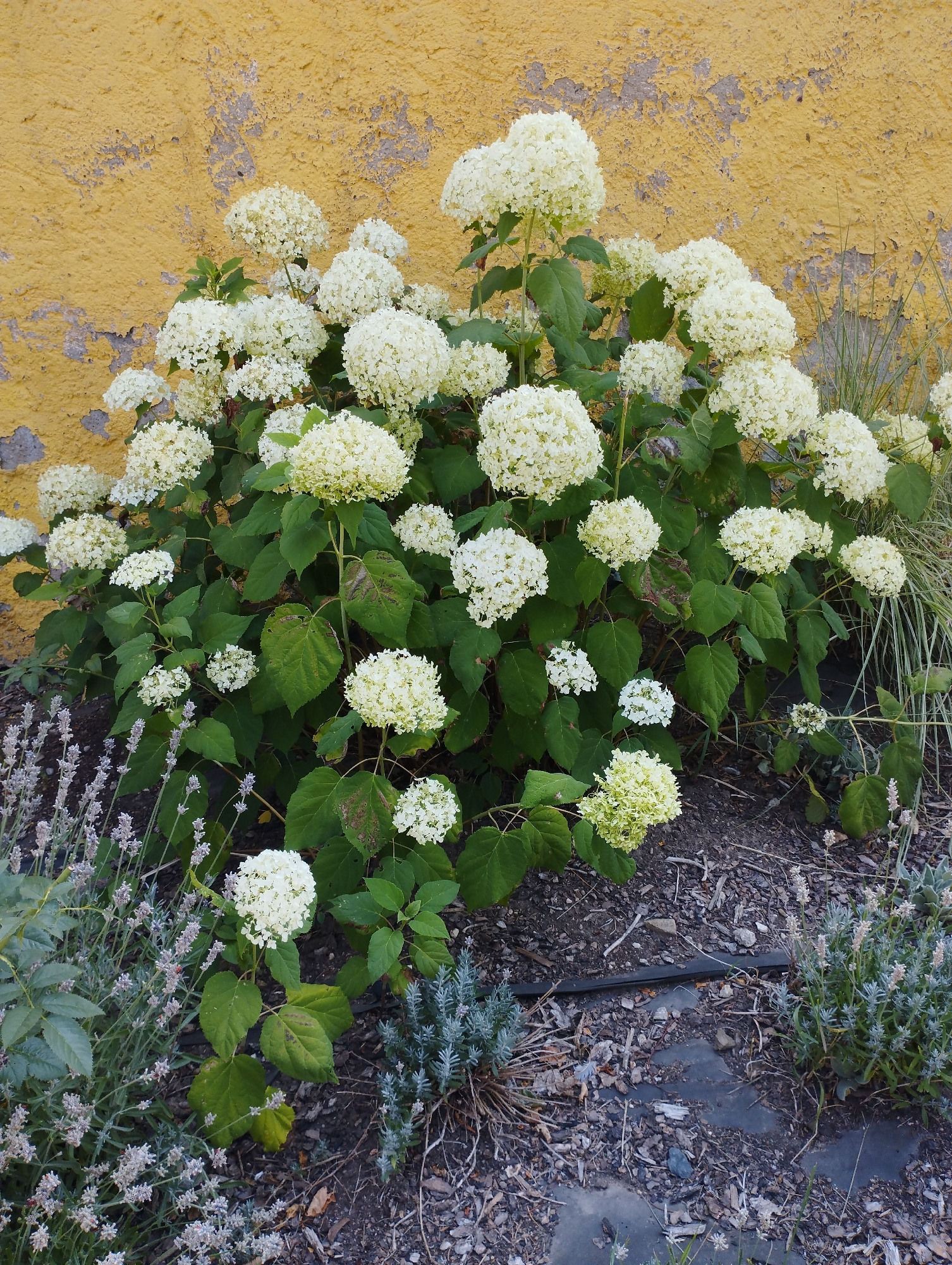 In the city of Hospozín, Czechia, a cluster of white hydrangeas with lush green leaves grows against a textured, peeling yellow wall. The hydrangeas are in full bloom, their large, spherical flower heads creating a dense canopy of white. The wall behind them shows signs of age and weathering, with patches of grey plaster visible beneath the yellow paint. To the left and right of the hydrangeas, there are smaller plants, some with delicate purple flowers, possibly lavender, and others with greyish-green foliage. The ground is covered with mulch, small stones, and dry leaves. A black irrigation hose is visible running across the mulch in the lower part of the image. There are no people present in the scene. The overall impression is a garden setting with a focus on the abundant hydrangeas.