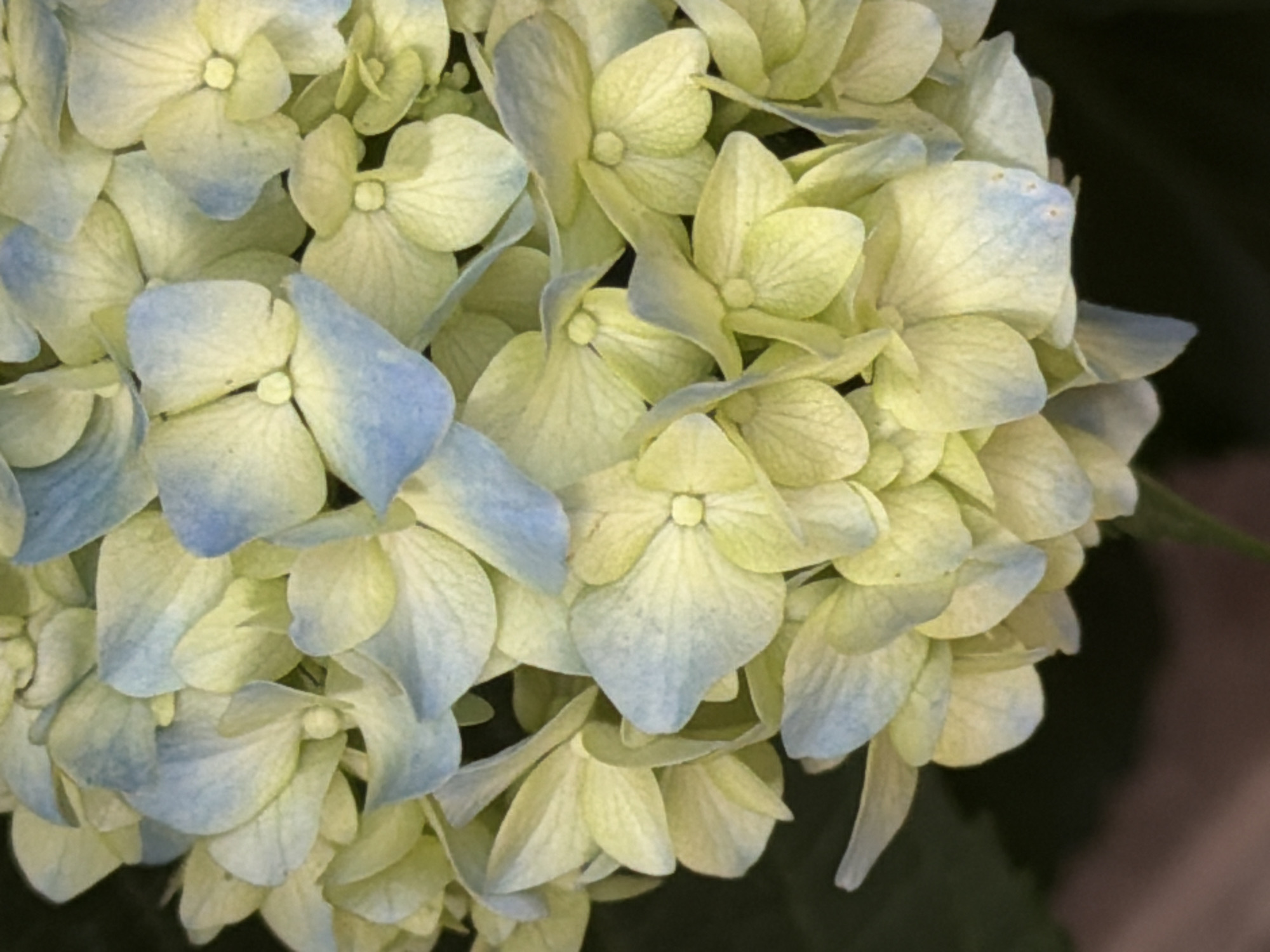 The image is a close-up, eye-level, vertical shot of a cluster of pale blue and pale yellow hydrangeas. The flowers are densely packed and fill the entire frame. The petals are delicate and slightly translucent, with visible veins. Some petals have a soft, bluish tint, while others are a creamy yellow. The background is dark and out of focus, suggesting natural lighting and a garden setting. There are no people or visible man-made objects in the image. The specific location in Budva, Montenegro, cannot be determined from the visual information provided.