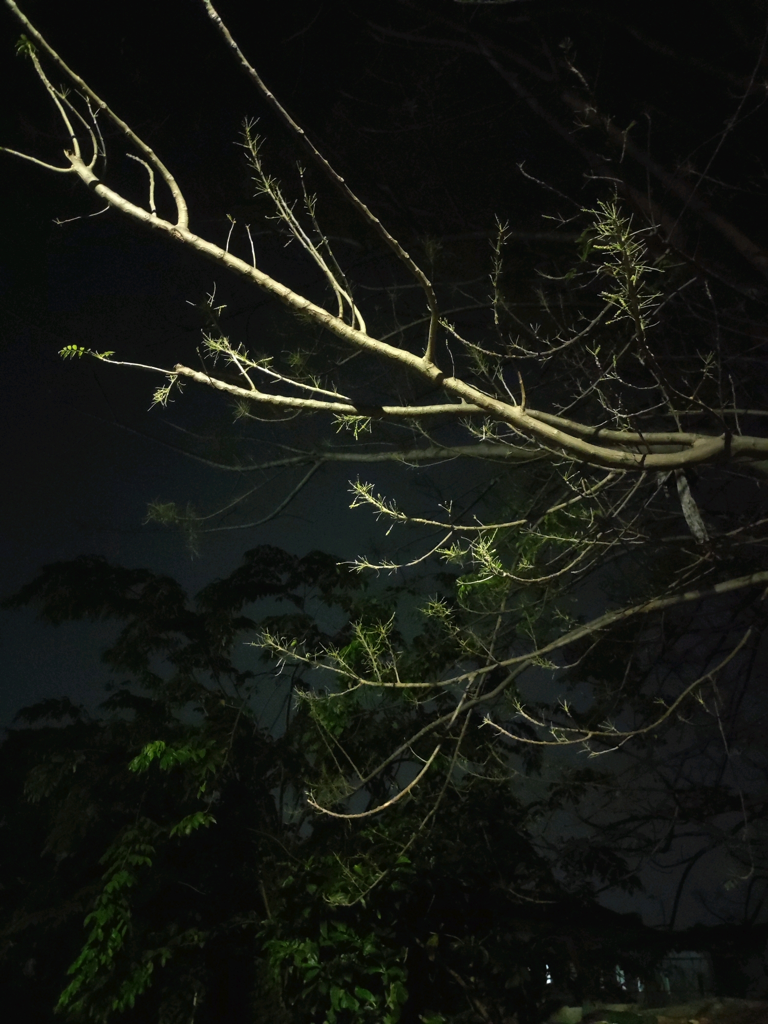 The image depicts a nighttime scene featuring the branches of a tree in the foreground, illuminated by artificial light. The branches are bare in some areas, with small green leaves beginning to emerge on others. In the background, the silhouettes of other trees and foliage are visible, appearing darker and less distinct due to the low light conditions. The overall environment suggests an outdoor setting, likely a park or a residential area in East Jakarta, Indonesia, characterized by the presence of trees and the ambient darkness of nighttime. There are no people or specific actions depicted in the image.