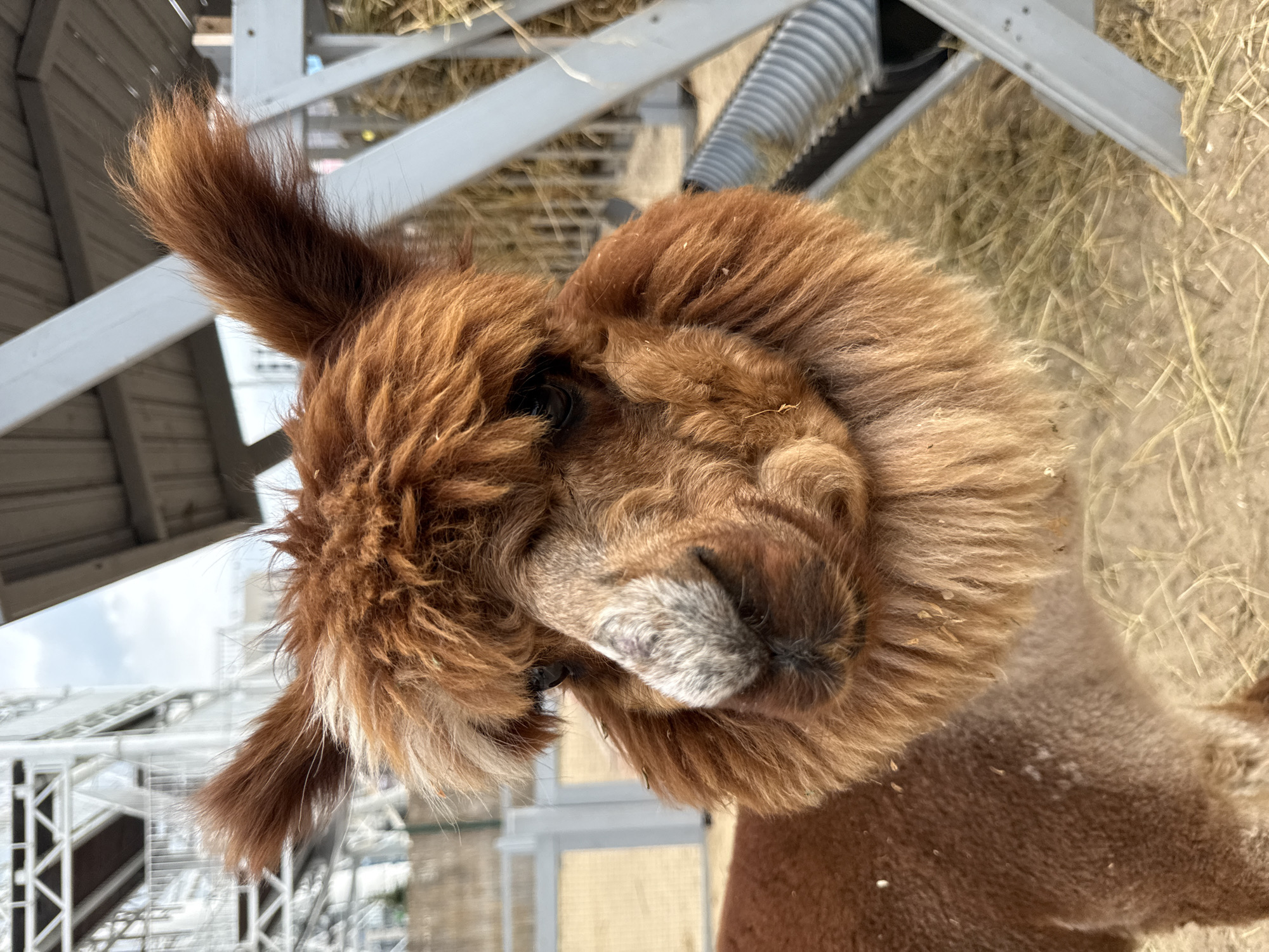 A close-up, eye-level, medium shot shows the head and upper body of a light brown alpaca. The alpaca's fur is shaggy, with lighter brown highlights around its face and neck, and darker brown on its body. Its ears are pointed and stick up from its head, and its eyes are dark and appear to be looking slightly to the left of the camera. The alpaca's nose is a lighter gray-brown color, with dark nostrils. The background is blurred but appears to be an outdoor enclosure with some hay and white fencing. There are also some metal structures visible in the background, possibly part of a building or an attraction. The lighting suggests it is daytime, possibly overcast. There is no indication of the city of Kazan, Russia, in the image.