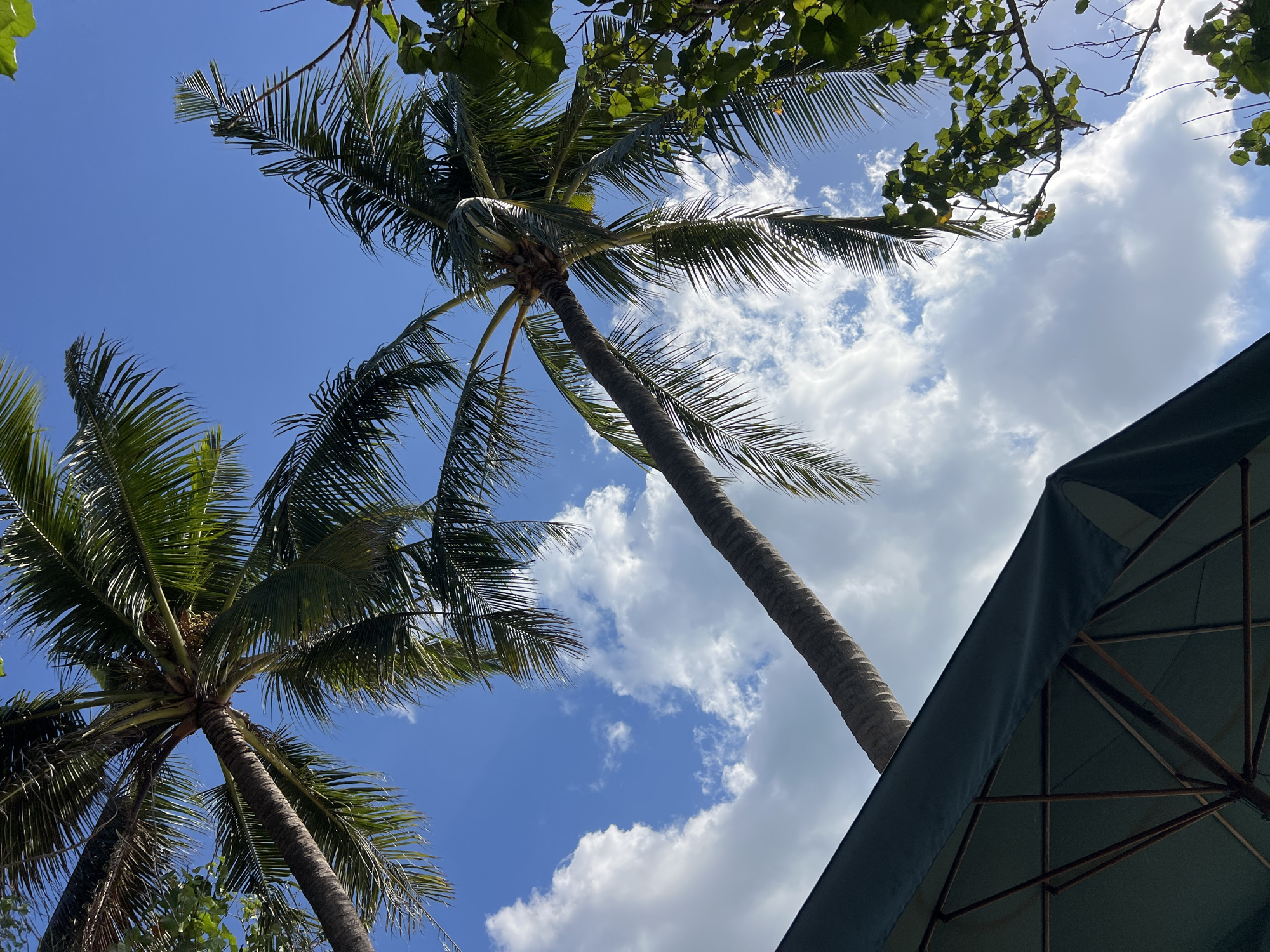 This is a low-angle, outdoor, daytime photograph taken from Kuta, Indonesia. The frame is dominated by the clear blue sky with scattered white clouds, indicative of tropical weather. Two prominent palm trees, with their characteristic rough-textured trunks and lush green fronds, are captured from below, stretching upwards towards the sky. The fronds of the palm trees are detailed, showing their individual leaflets.
In the foreground, the dark green fabric canopy of an open umbrella is visible in the lower left quadrant of the image. The underside of the umbrella reveals its wooden ribs, providing structural support. To the right and partially obscuring the sky, there are branches and leaves from another tree, adding to the lush, natural environment. The lighting suggests a bright sunny day, with shadows and highlights visible on the leaves and umbrella. The overall scene evokes a sense of leisure and tropical atmosphere.