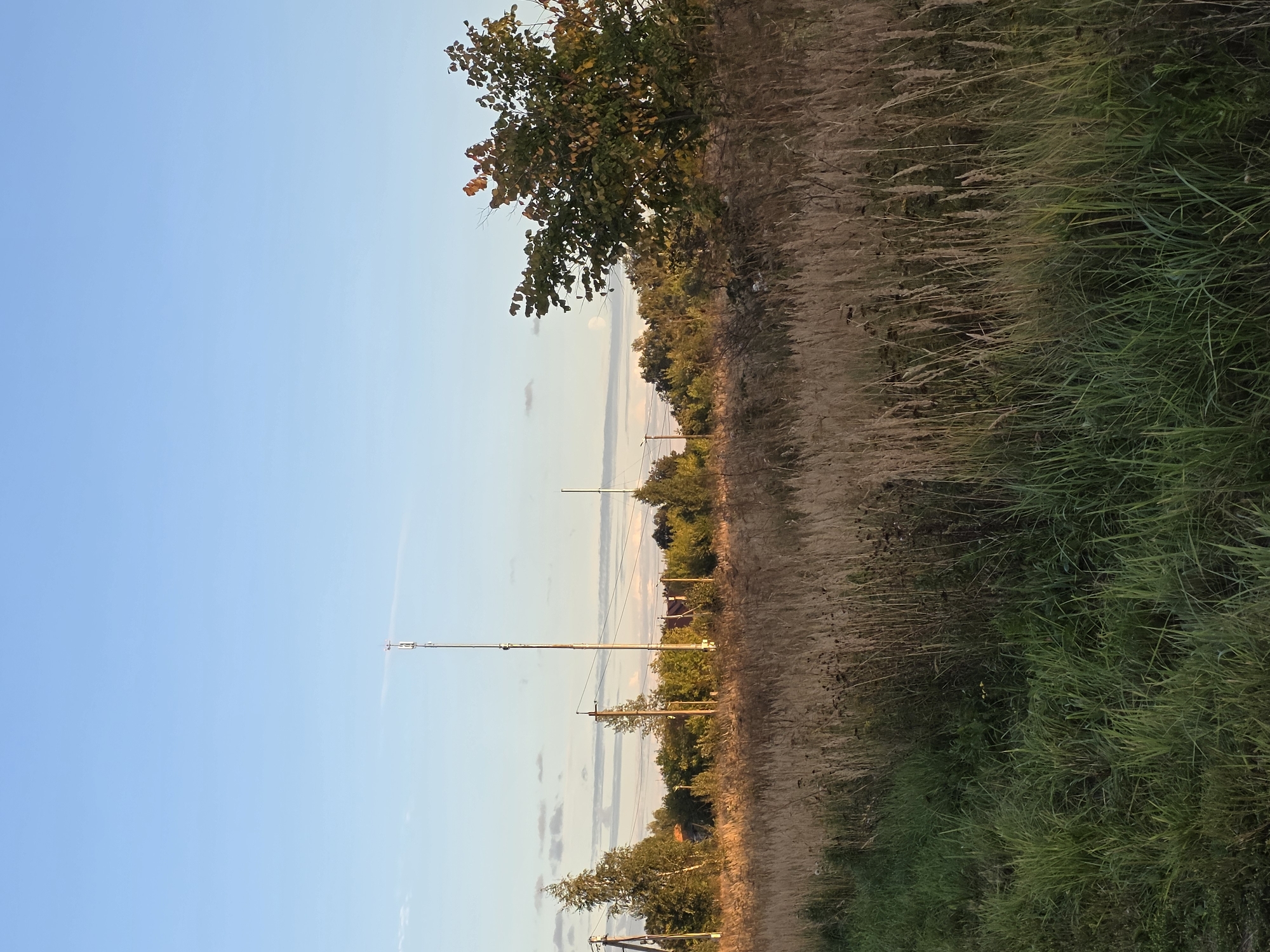A wide-angle, landscape photograph captures a serene rural scene under a clear, pale blue sky with thin, wispy clouds. In the foreground, a dense field of tall, dry, golden-brown grass dominates the lower half of the image, transitioning to a strip of vibrant green grass along the left edge. In the midground, a line of various trees forms a natural barrier. Several utility poles with wires are interspersed among the trees. A prominent tall, slender radio tower stands out against the sky, with a smaller, similar structure visible further to the right. A cluster of buildings, likely houses, can be seen peeking through the foliage behind the trees. A single, leafy tree with patches of autumnal color stands to the right, its branches extending towards the sky. The overall impression is one of a quiet, undeveloped area on the outskirts of a settlement. The image is taken in Rechitsy, Russia.