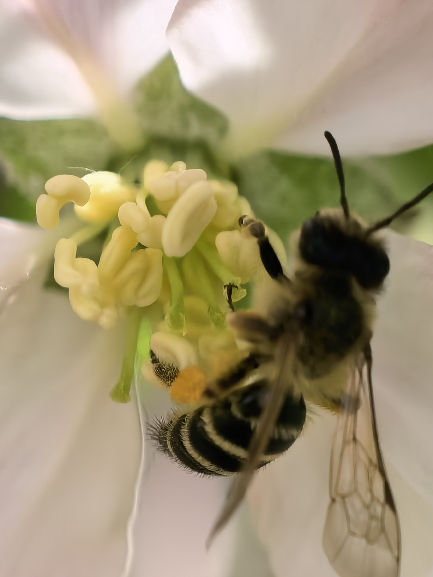 A very close-up, macro photograph captures a bee actively engaged in pollinating a light-colored flower. The bee, with its fuzzy, segmented body striped in black and yellowish-brown, is positioned deeply within the blossom. Its delicate, transparent, veined wings are partially visible on the right side of the frame, and its antennae extend upwards from its head. A distinct, bright orange-yellow clump of pollen is prominently visible on one of the bee's hind legs, indicating it is in the process of collecting pollen.
The flower features soft, pale petals, possibly white or very light pink, which frame the bee and the central parts of the blossom. In the center, numerous bright yellow anthers, some bearing pollen grains, are prominent, supported by delicate green filaments. The bee's head and forelegs are positioned among these reproductive structures, suggesting it is accessing nectar or further pollen.
The background is softly blurred, emphasizing the intricate details of the bee and the flower's anthers. The image captures a natural moment of ecological interaction, depicting a typical daytime scene in an outdoor environment. The location context provided is Sapareva Banya, Bulgaria, consistent with such a natural setting. There is no visible text in the image.