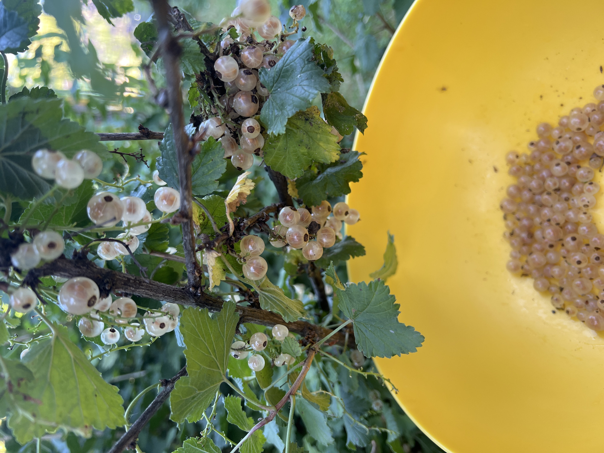 A close-up, eye-level shot captures a branch of white currants hanging over a bright yellow bowl. The currants, translucent and pale yellow-white, are clustered in small bunches on thin stems. Some leaves of the currant bush, a vibrant green, are interspersed with the fruit. The yellow bowl is positioned in the foreground, partially obscuring the bottom of the frame. Within the bowl, a small pile of white currants has been collected, some appearing slightly bruised and showing small dark seeds. The background consists of a blurred natural setting with hints of green foliage and dappled sunlight, suggesting an outdoor environment. The image was taken in Denderleeuw, Belgium.