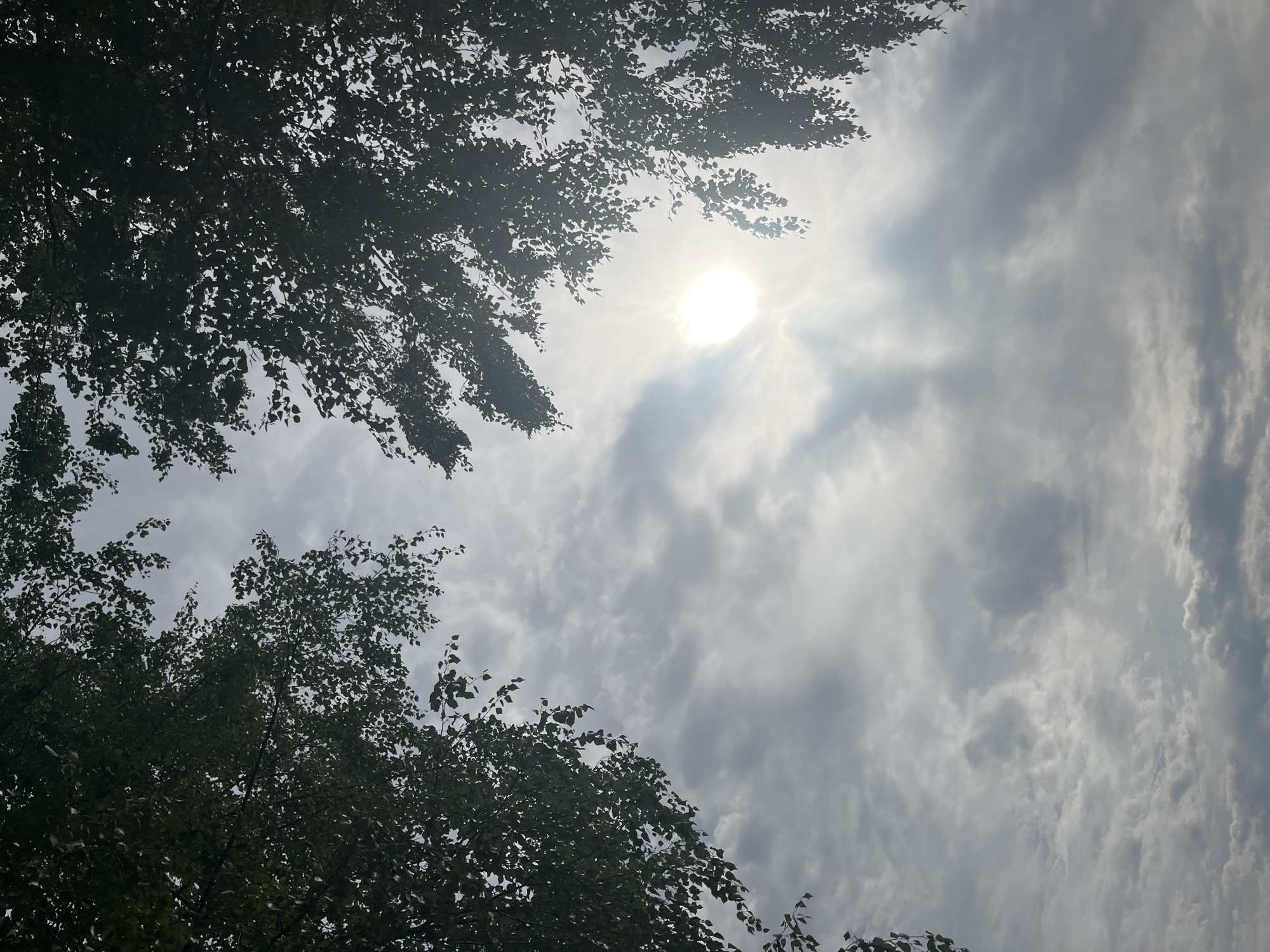 The image shows an upward-looking view of a cloudy sky framed by the silhouettes of tree branches on the left and right sides. The sun is visible through the clouds, casting a bright glow and some rays. The clouds appear to be a mix of light and dark, with some areas diffused and others denser. There are no people, buildings, or other identifiable landmarks visible in the frame, nor any indication of the specific location in Pillapalu, Estonia. The scene is natural and depicts an outdoor environment.